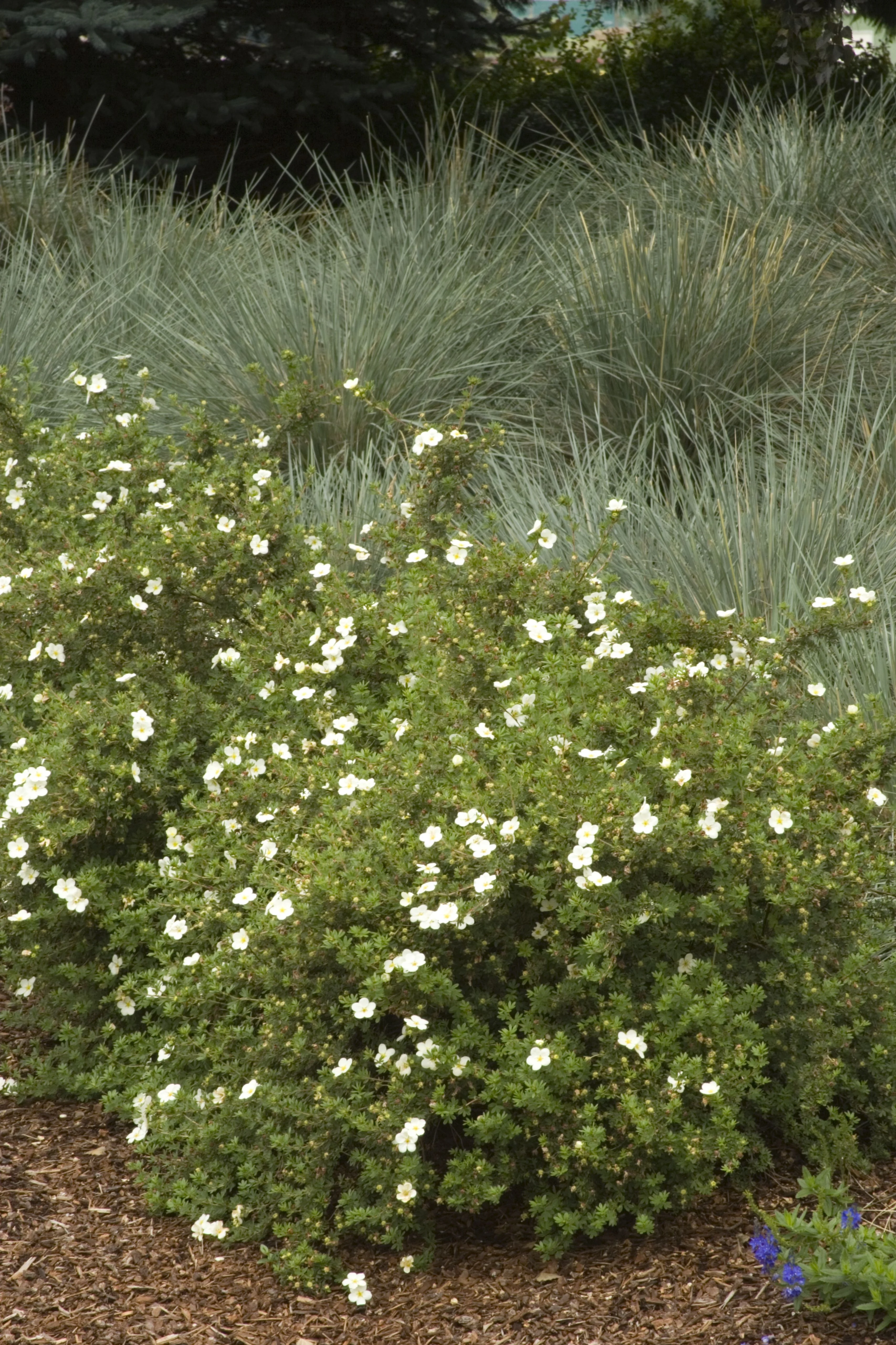 Frosty® Potentilla 2 Frosty® Potentilla
