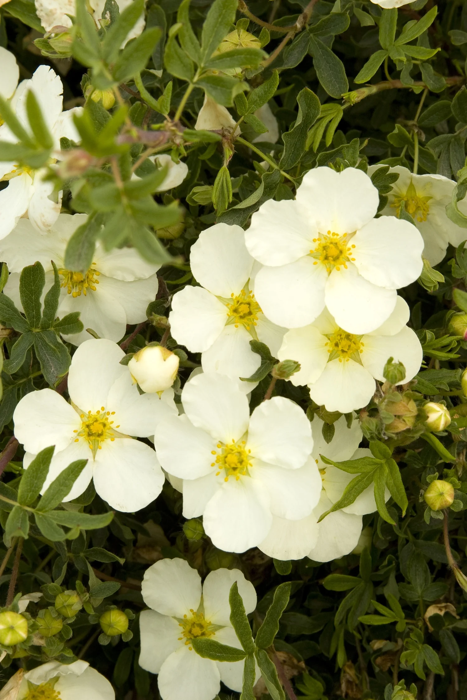 Frosty® Potentilla 3 Frosty® Potentilla