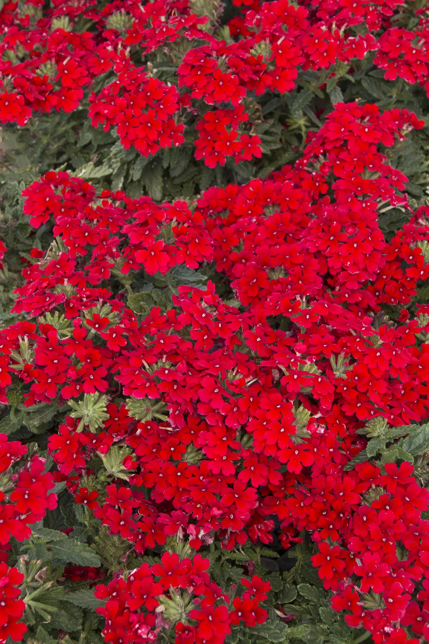 EnduraScape™ Red Verbena 4 EnduraScape™ Red Verbena