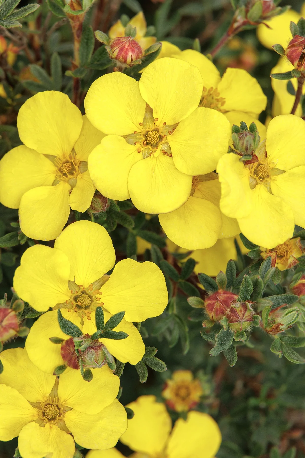 CheeseHead™ Potentilla 6 CheeseHead™ Potentilla