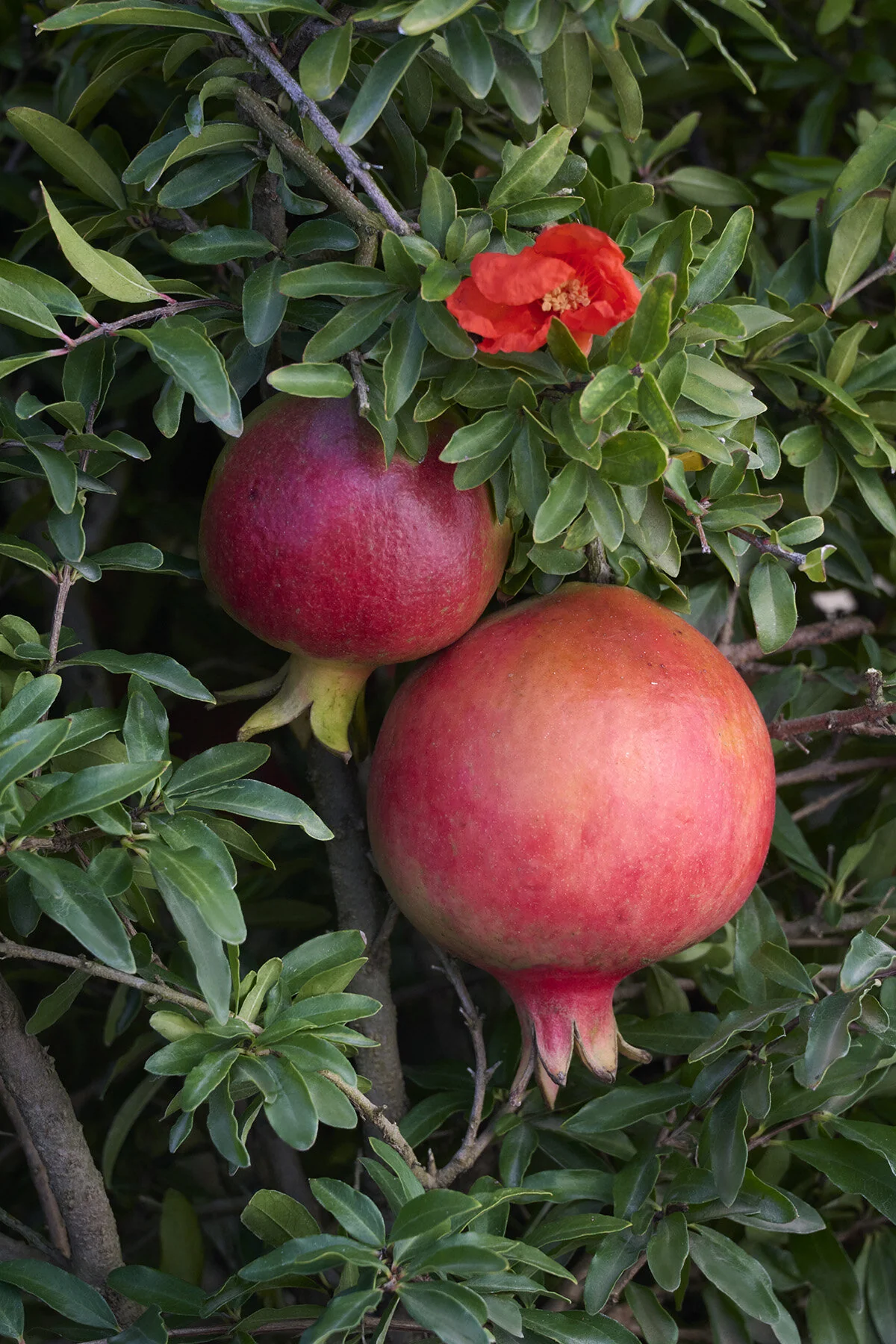 Dwarf Pomegranate 1 Dwarf Pomegranate