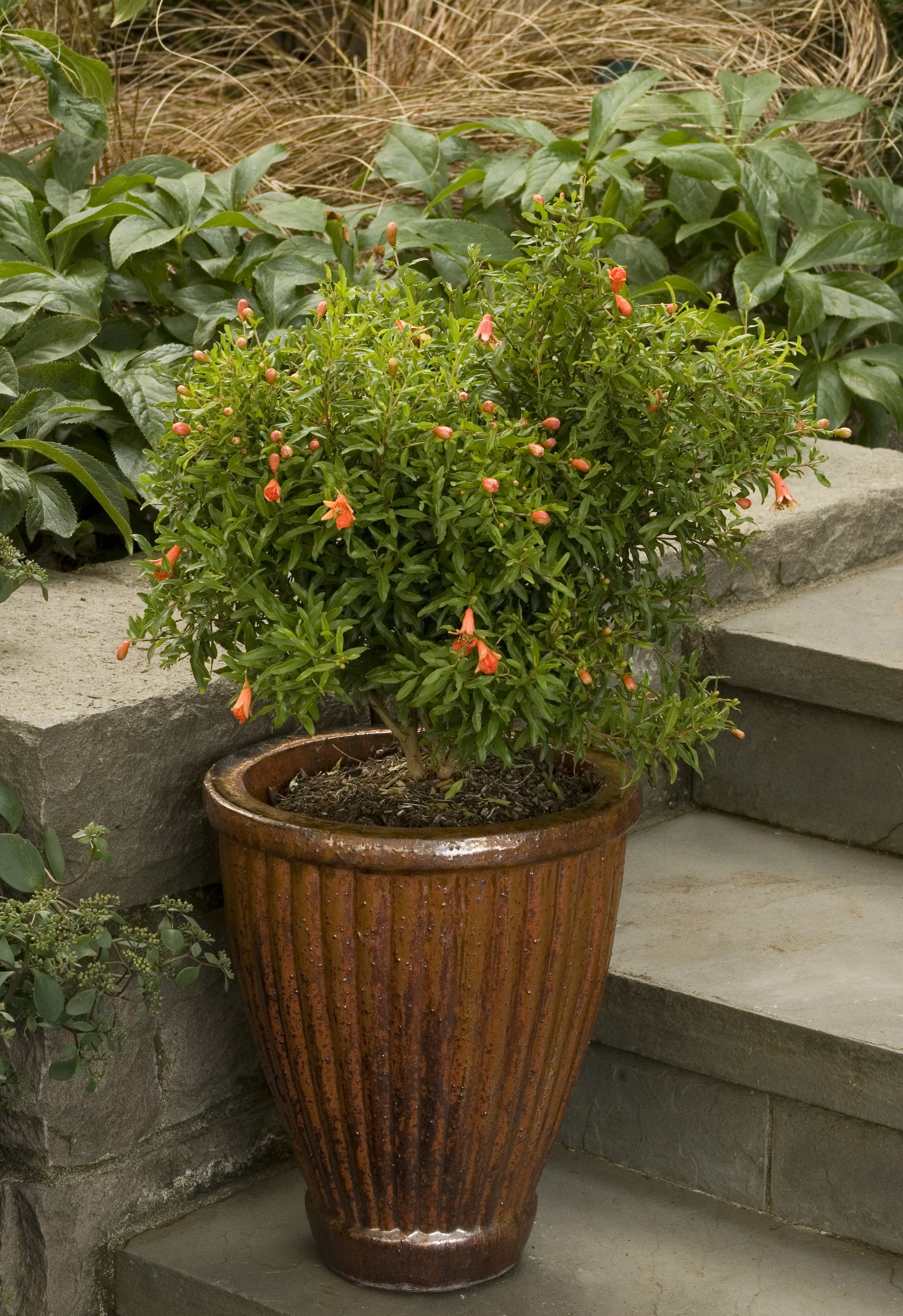Dwarf Pomegranate 2 Dwarf Pomegranate