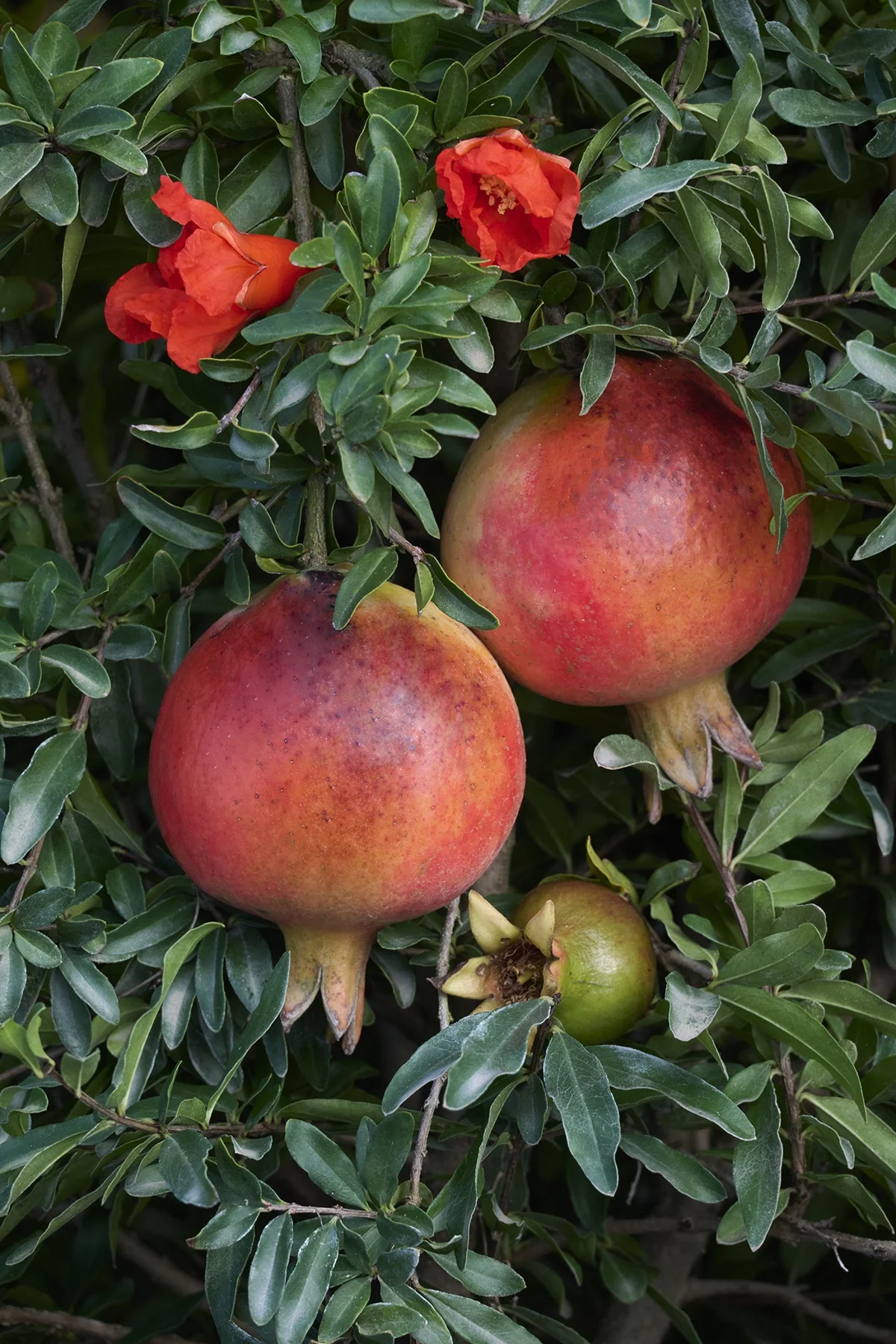 Dwarf Pomegranate 3 Dwarf Pomegranate