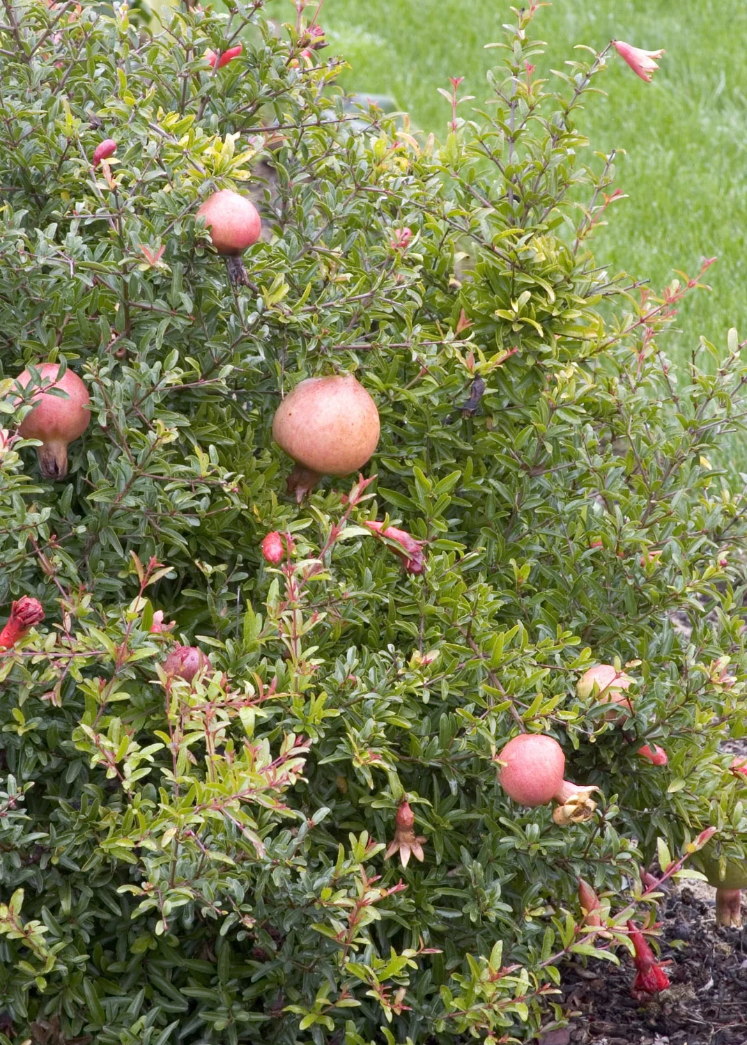 Dwarf Pomegranate 4 Dwarf Pomegranate