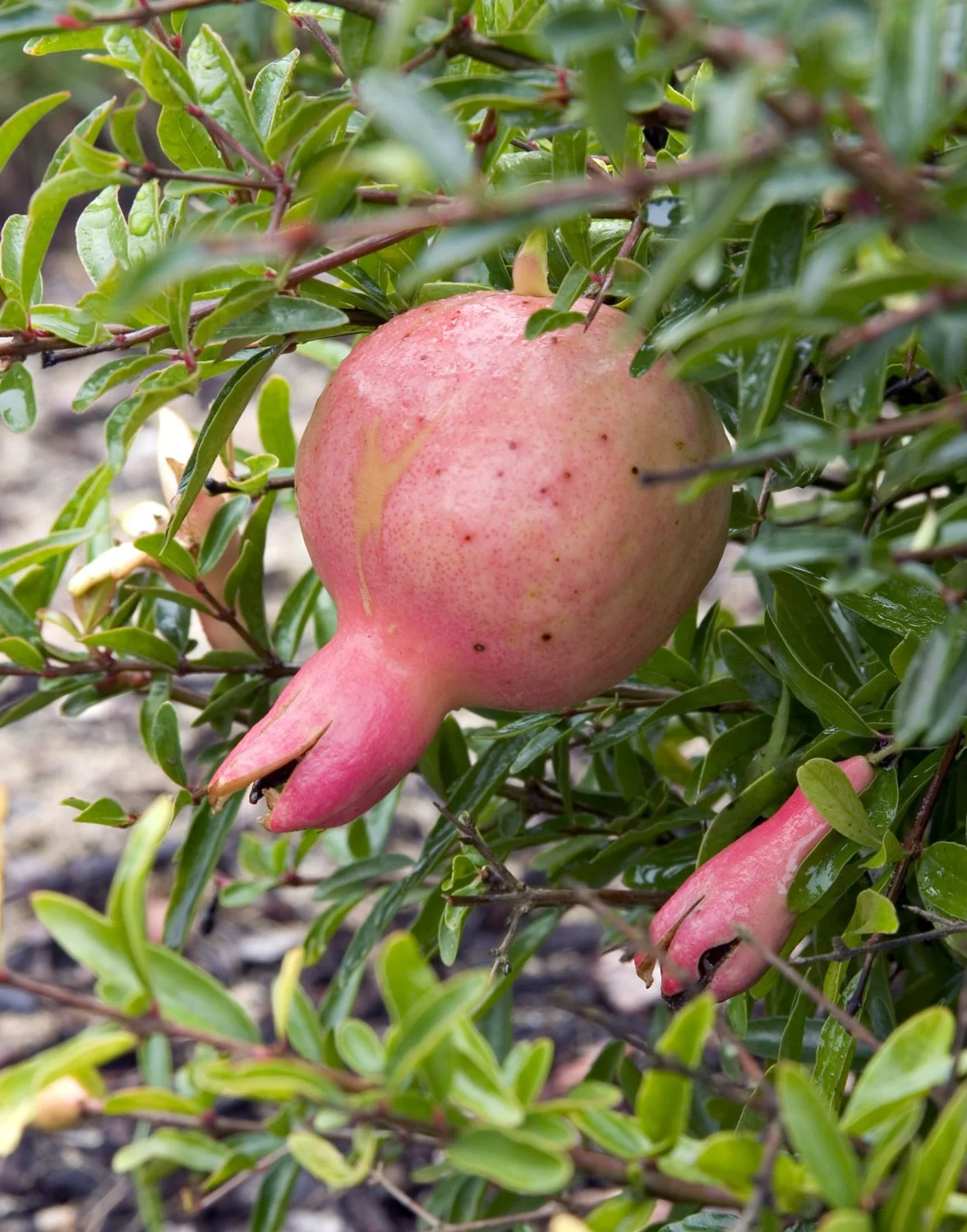 Dwarf Pomegranate 5 Dwarf Pomegranate