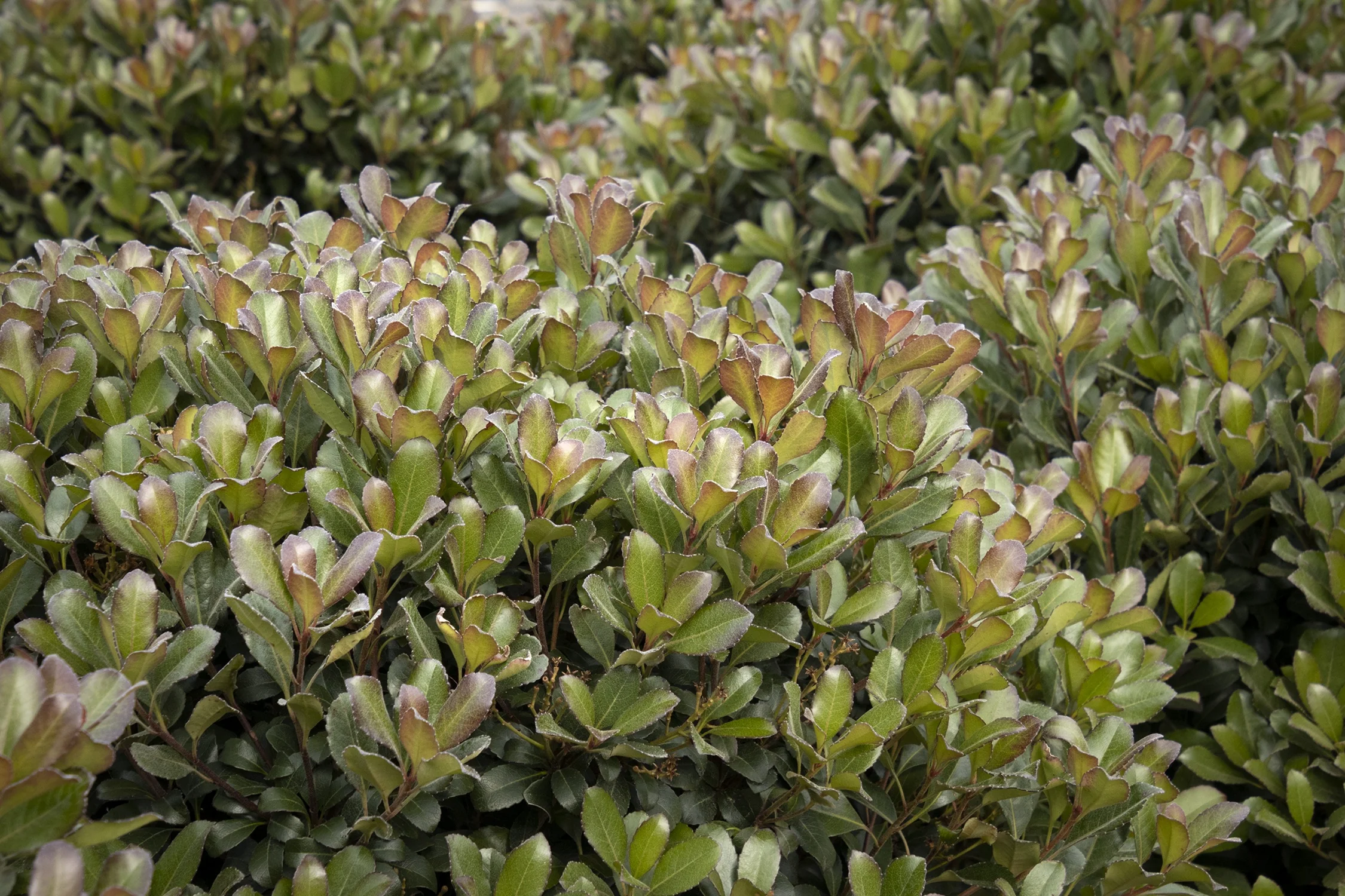 Snowcap® Indian Hawthorn 10 Snowcap® Indian Hawthorn