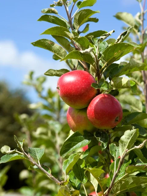 Three-Tier Combo Apple, Espalier