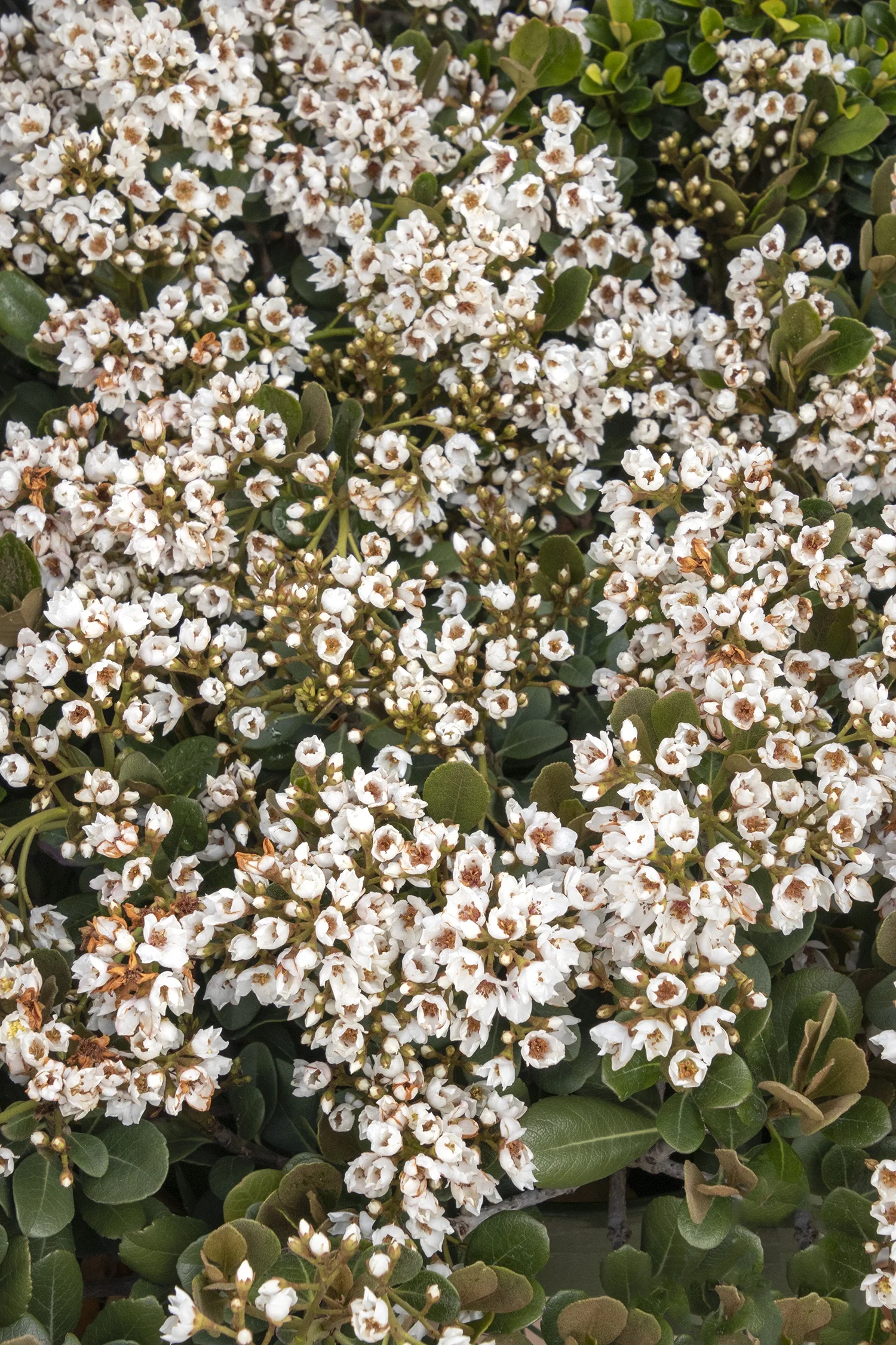 Georgia Petite Indian Hawthorn 1 Georgia Petite Indian Hawthorn