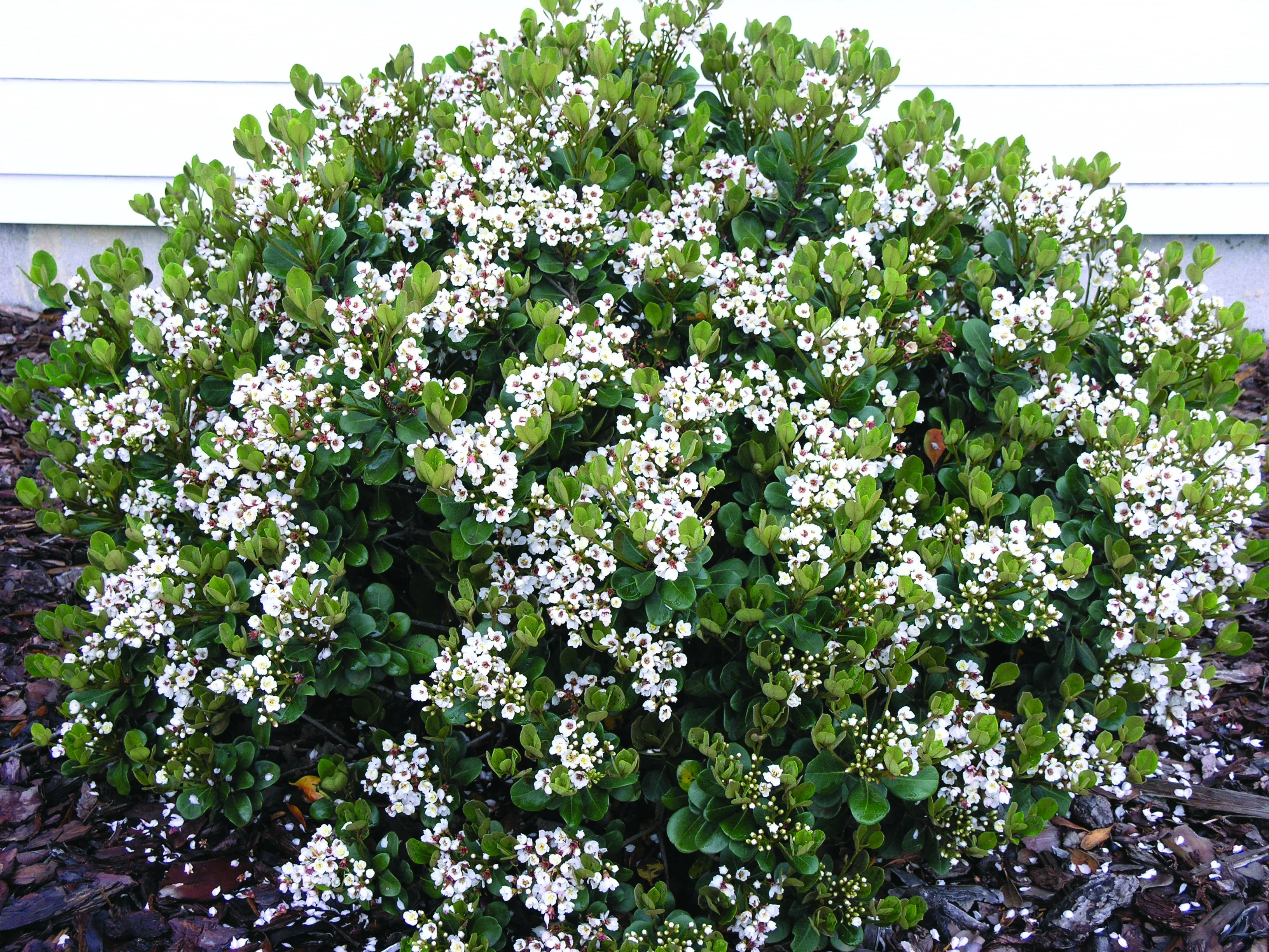 Georgia Petite Indian Hawthorn 2 Georgia Petite Indian Hawthorn