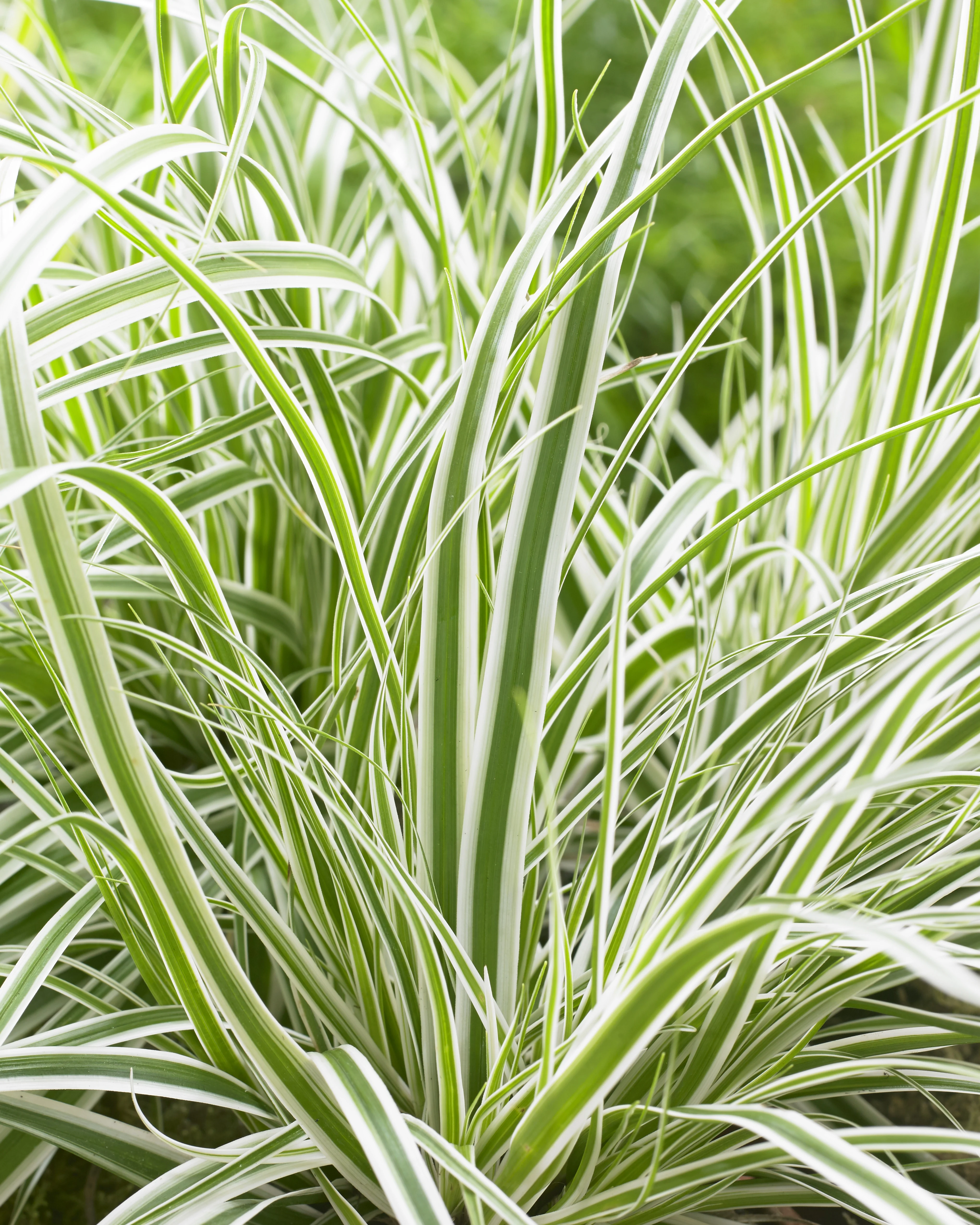 EverColor® Everest Variegated Sedge
