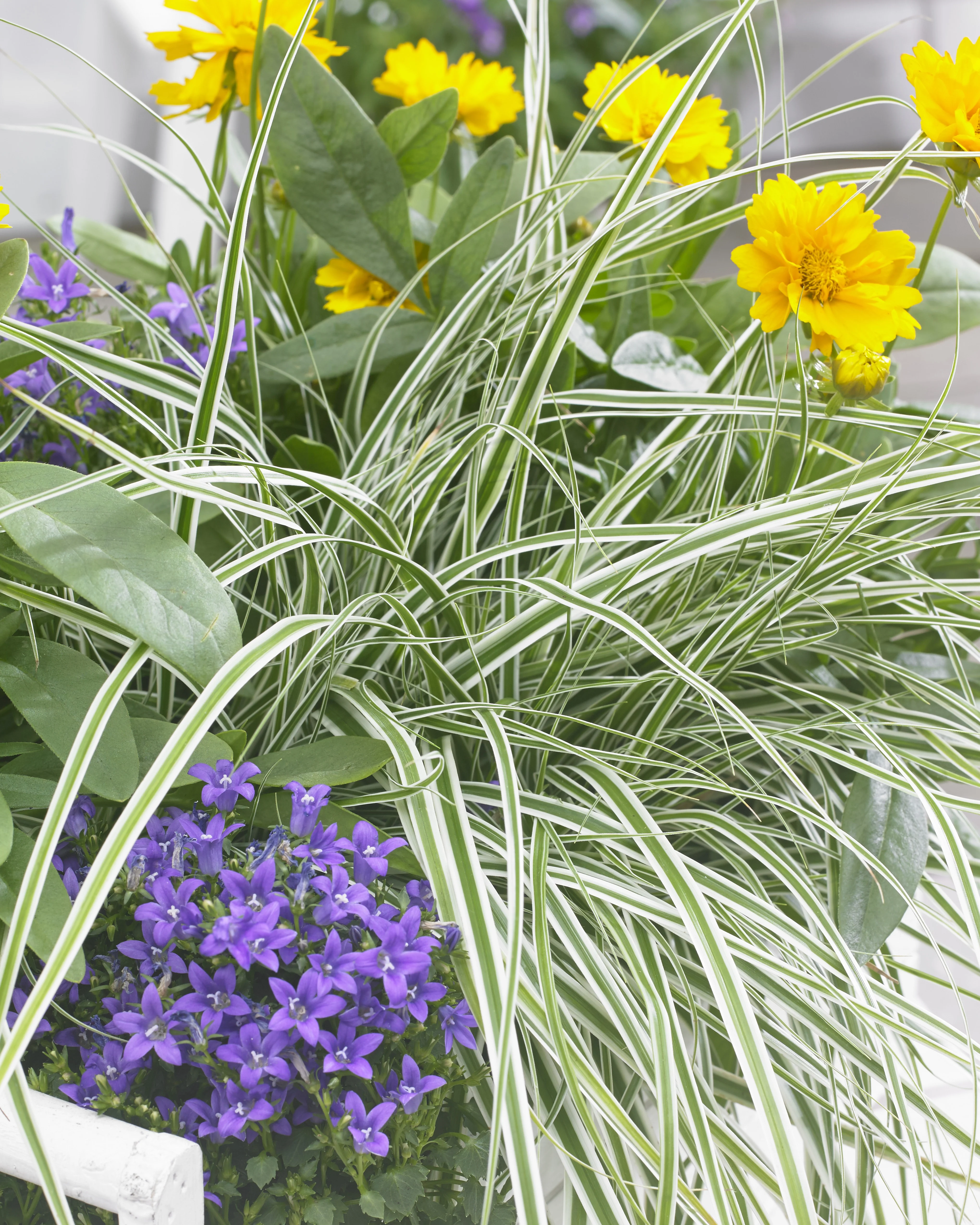 EverColor® Everest Variegated Sedge