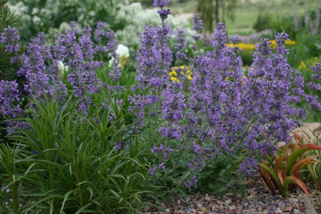 Little Trudy® Catmint