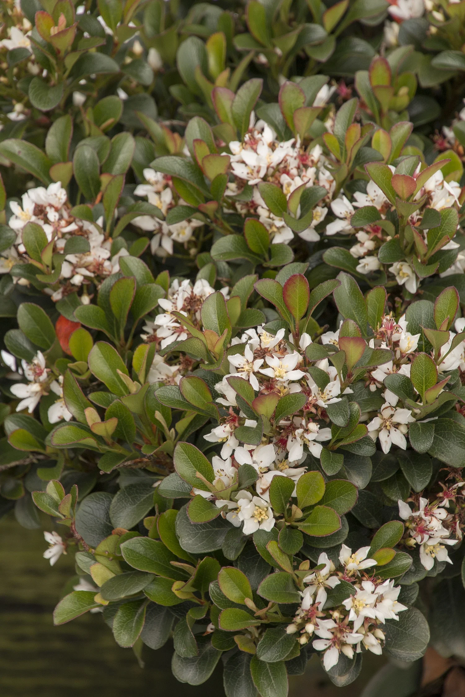 Southern Moon® Yedda Hawthorn 7 Southern Moon® Yedda Hawthorn