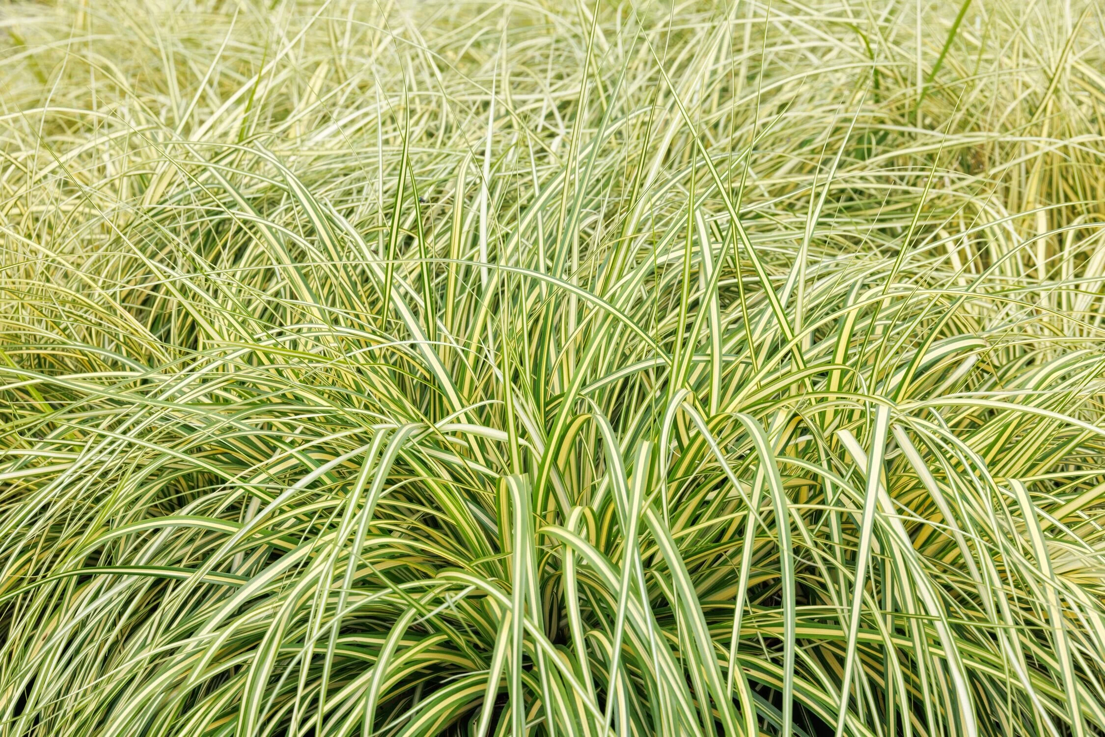 EverColor® Everoro Variegated Sedge