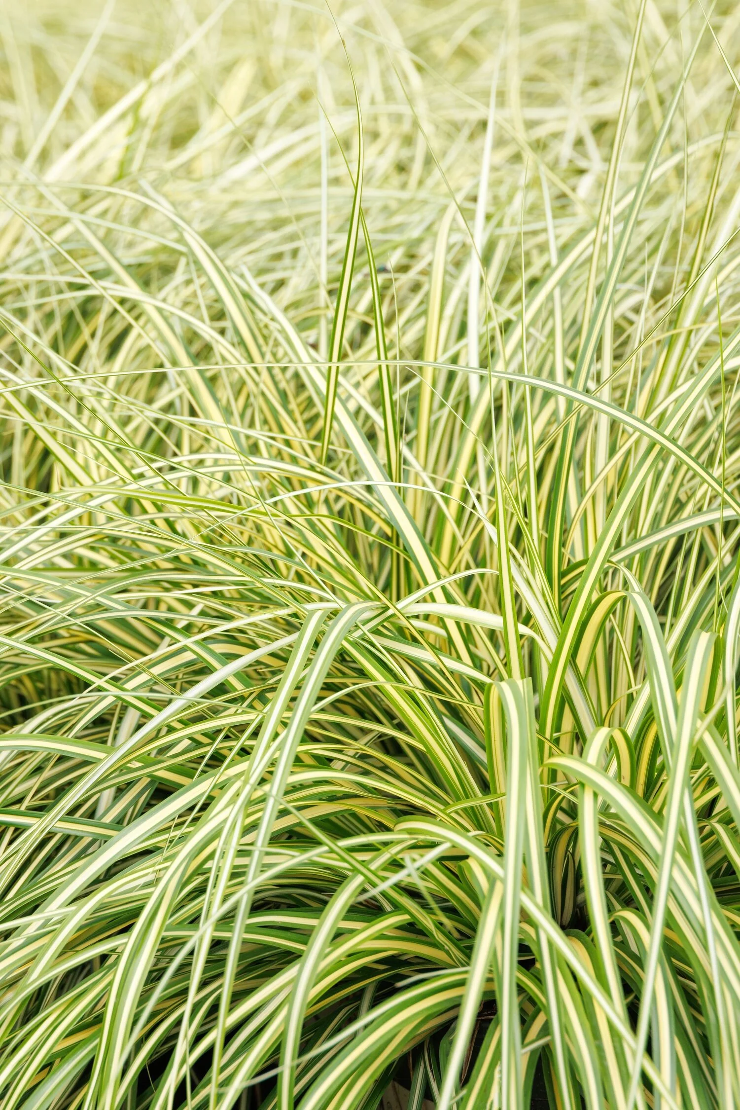 EverColor® Everoro Variegated Sedge
