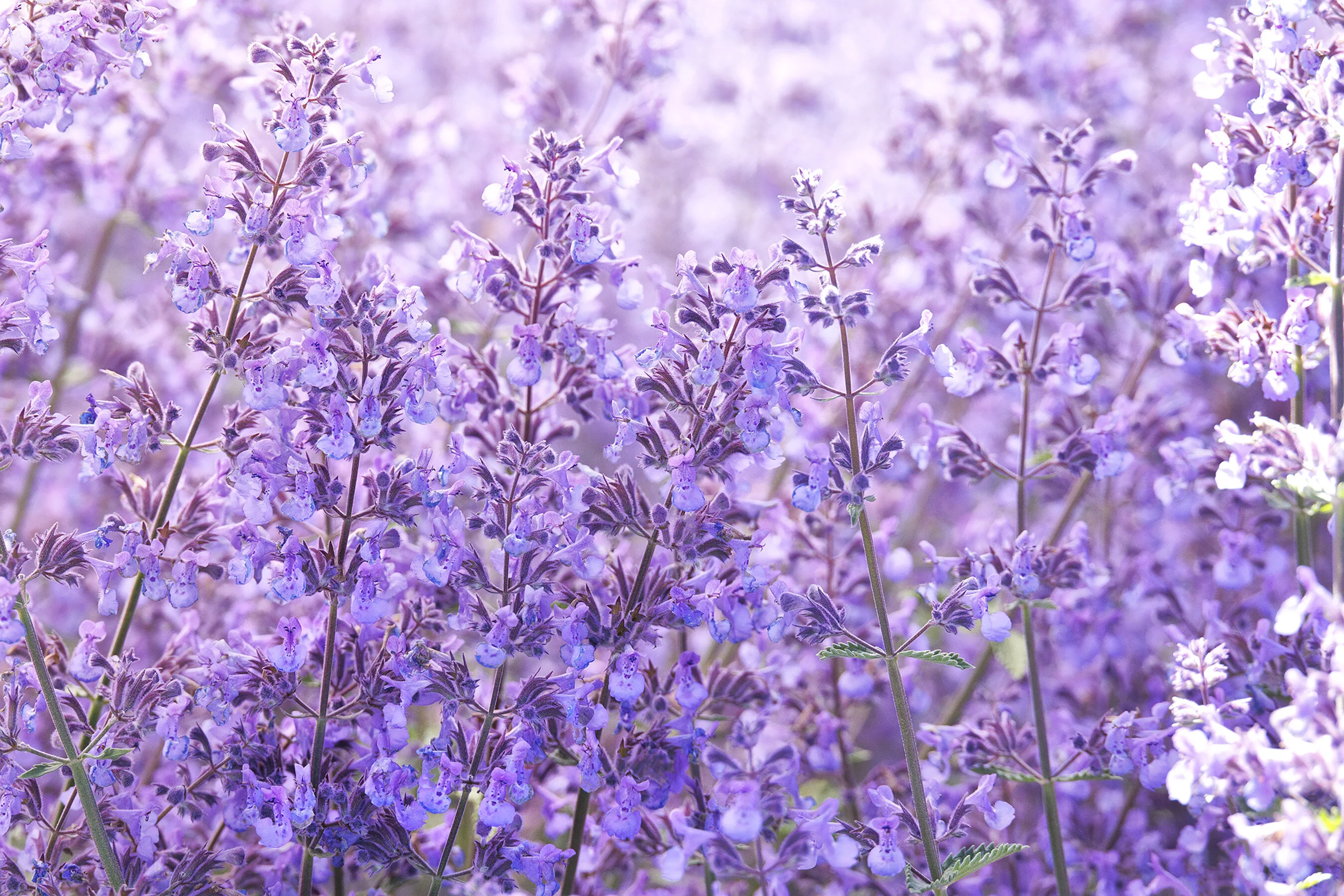 Junior Walker™ Catmint