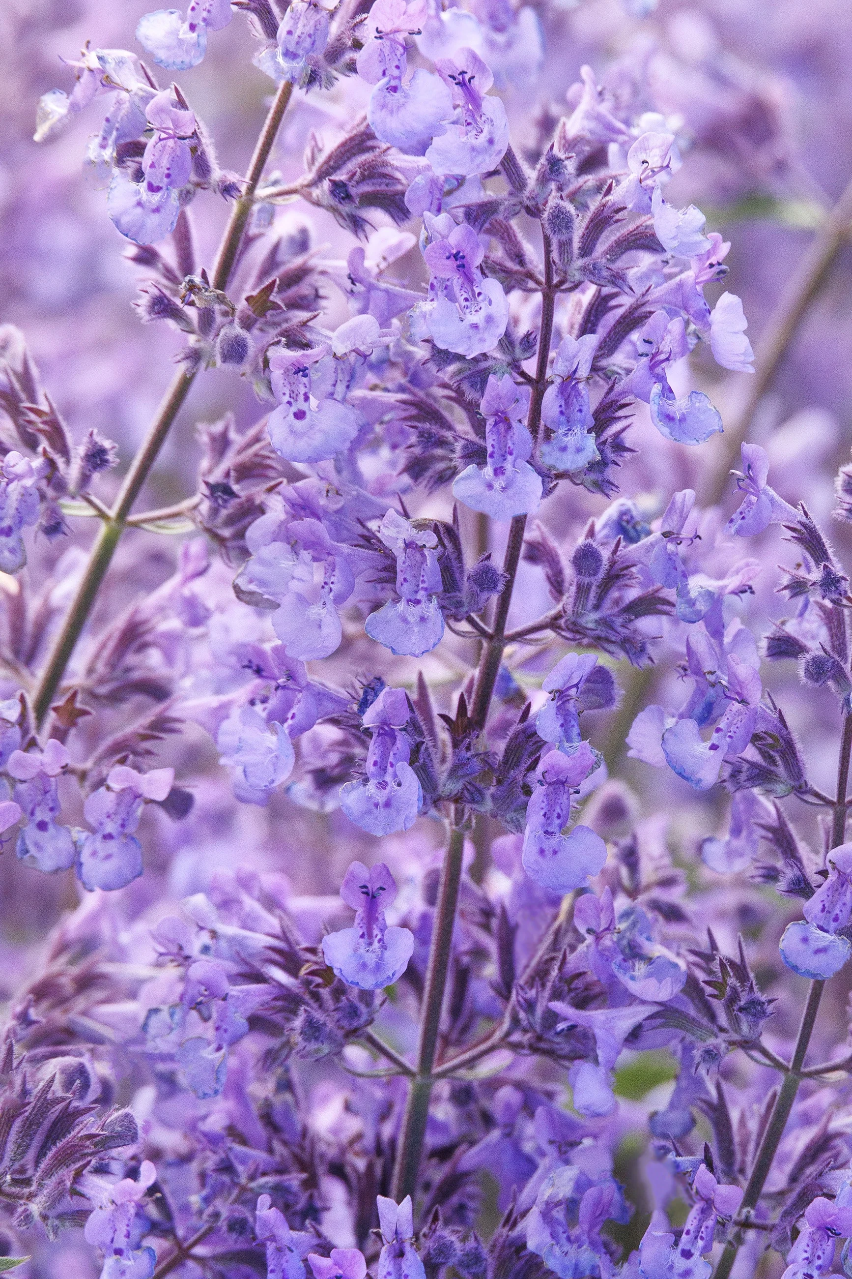 Junior Walker™ Catmint