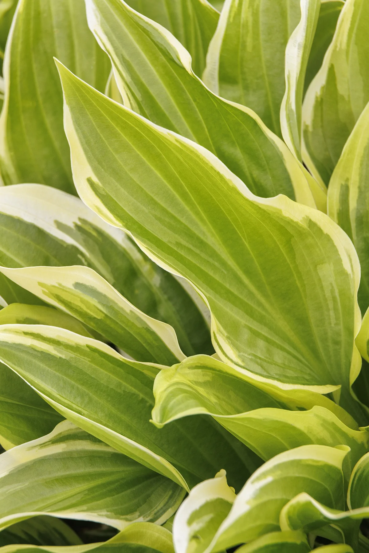 So Sweet Hosta 7 So Sweet Hosta