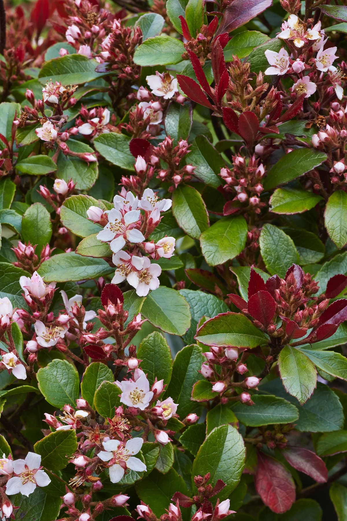 Redbird™ Indian Hawthorne 1 Redbird™ Indian Hawthorne