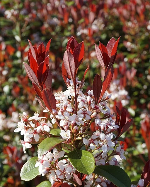 Redbird™ Indian Hawthorne 2 Redbird™ Indian Hawthorne