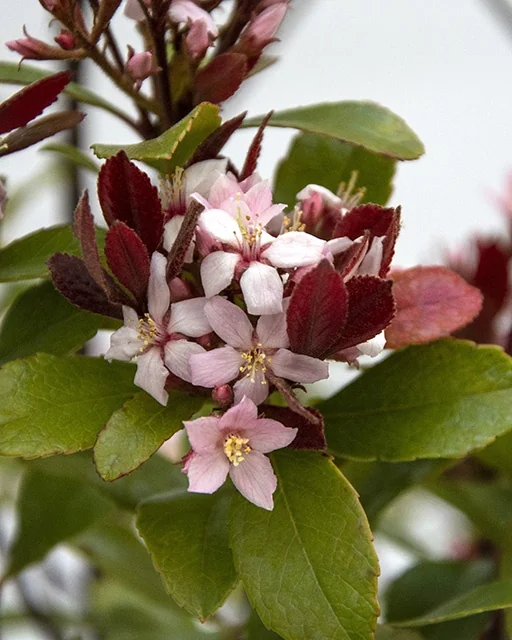 Redbird™ Indian Hawthorne 3 Redbird™ Indian Hawthorne