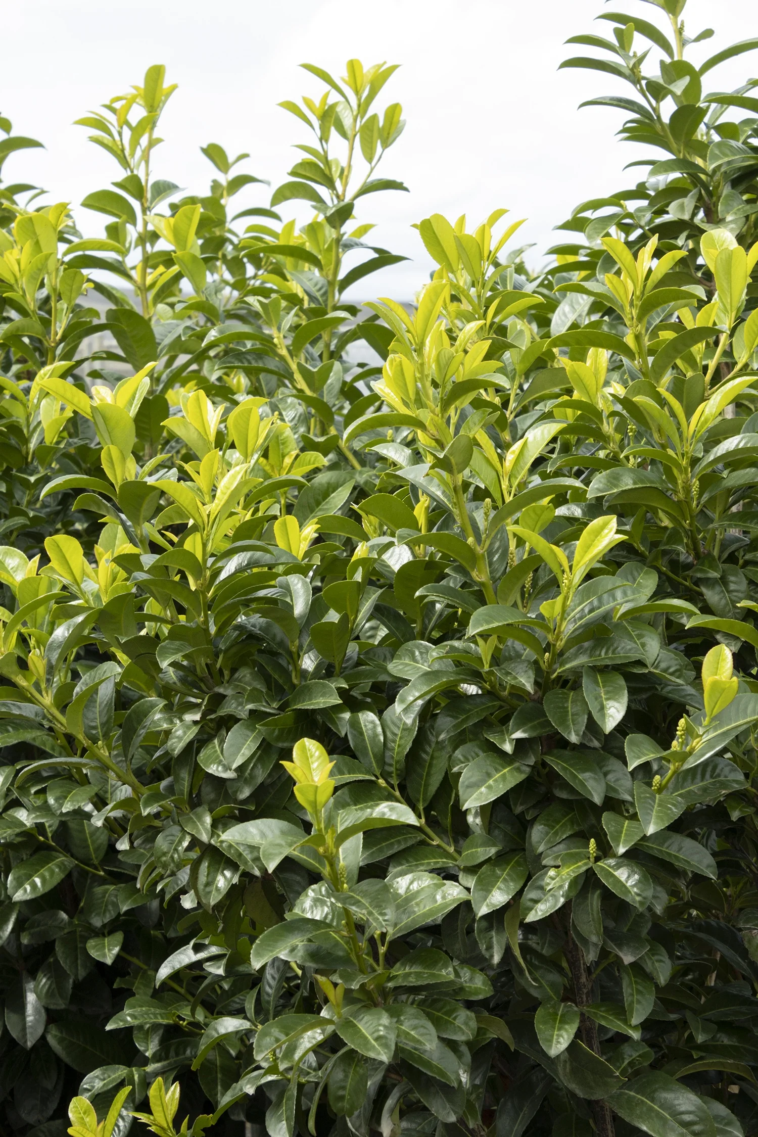 Greenfinity Cherry Laurel 6 Greenfinity Cherry Laurel