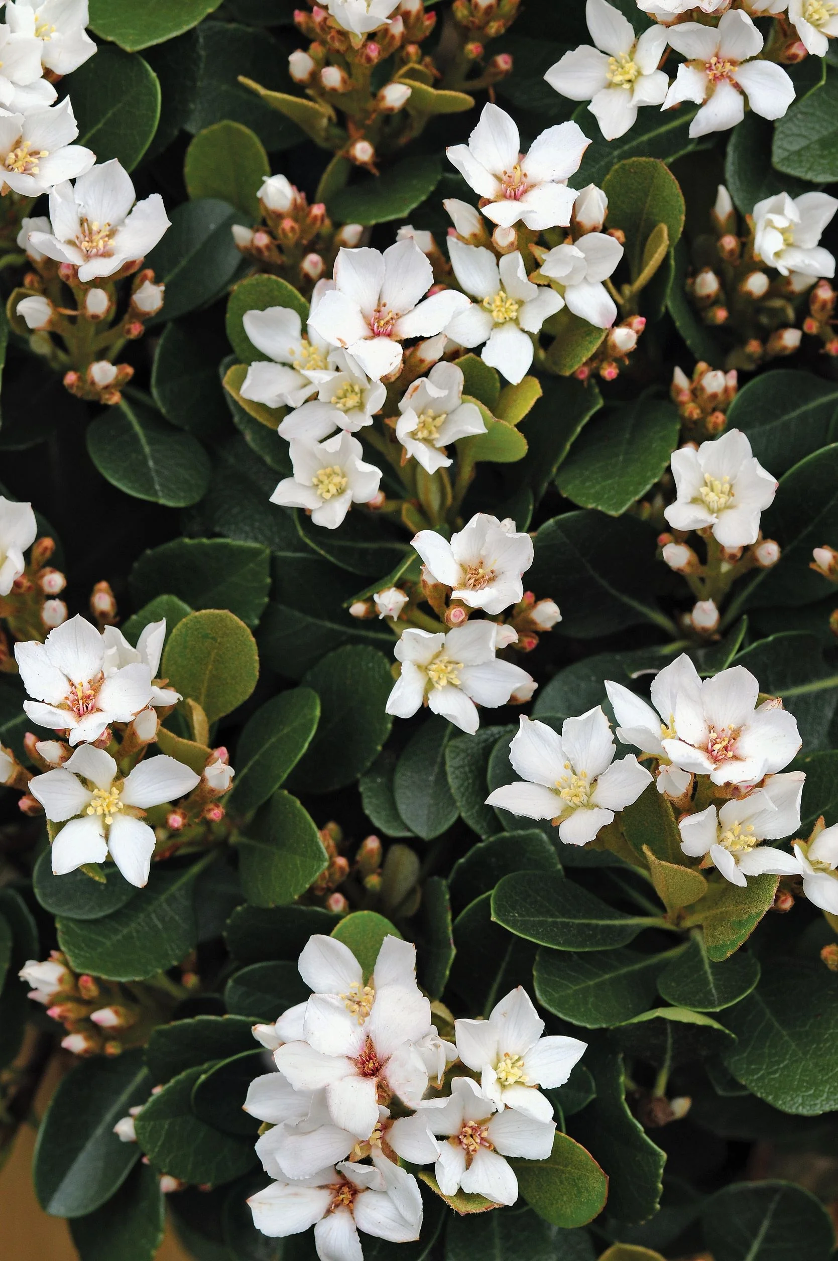 Oriental Pearl Indian Hawthorn 8 Oriental Pearl Indian Hawthorn