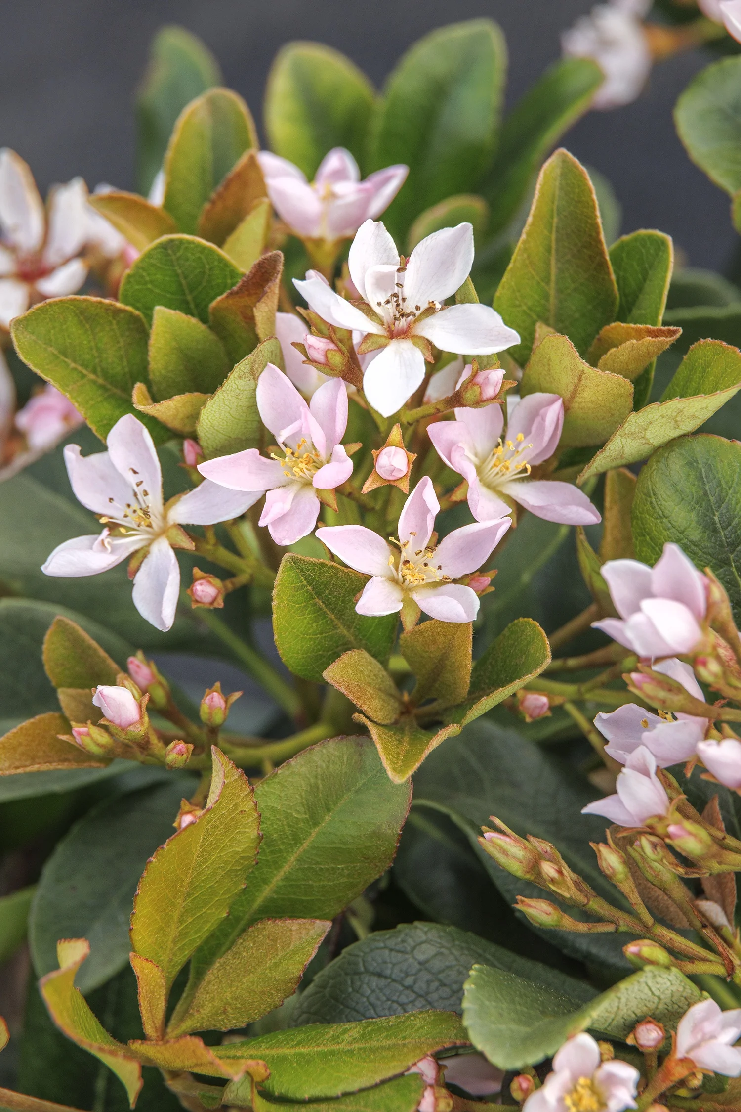 Eleanor Taber™ Indian Hawthorn 1 Eleanor Taber™ Indian Hawthorn