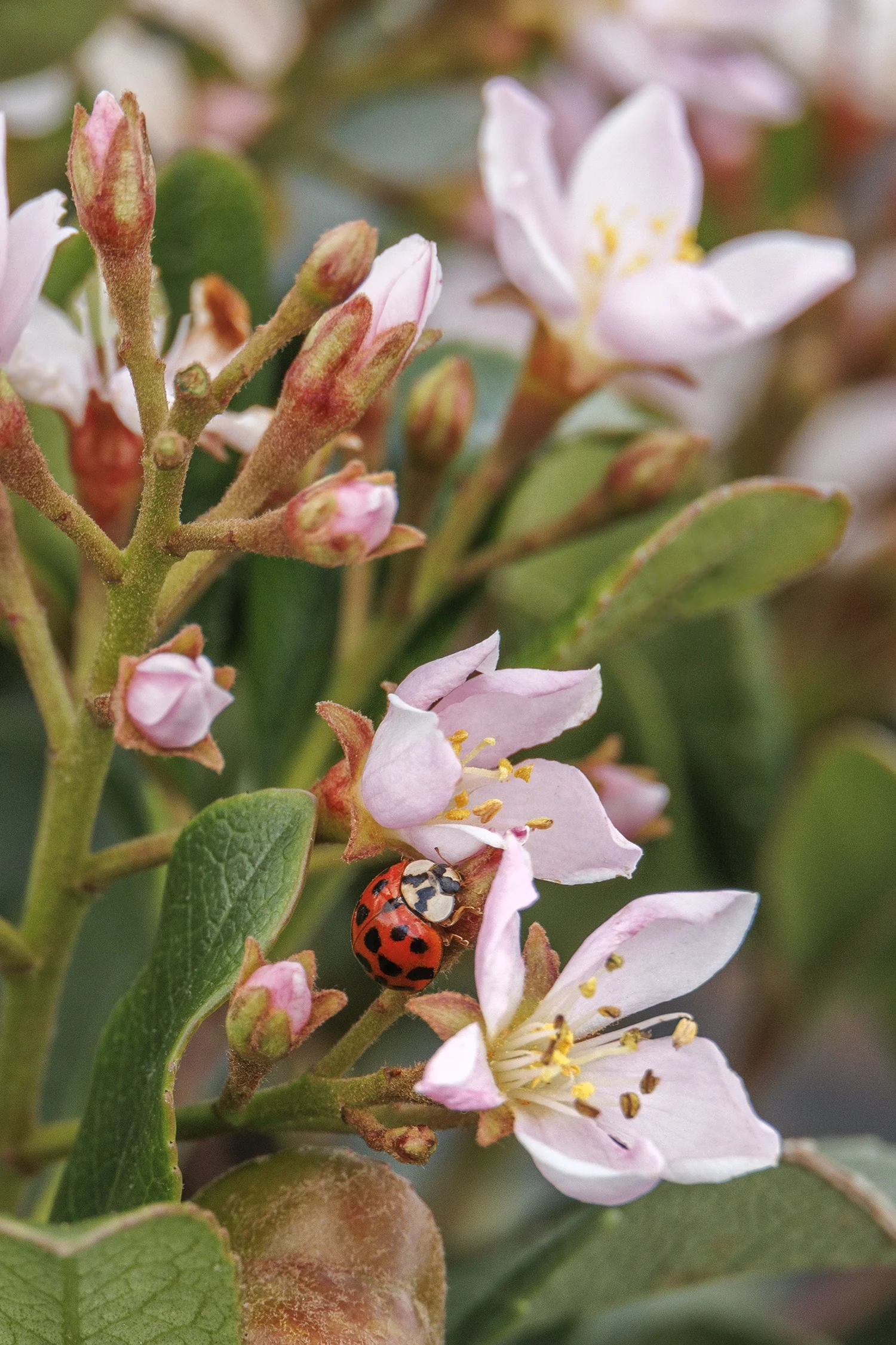 Eleanor Taber™ Indian Hawthorn 2 Eleanor Taber™ Indian Hawthorn