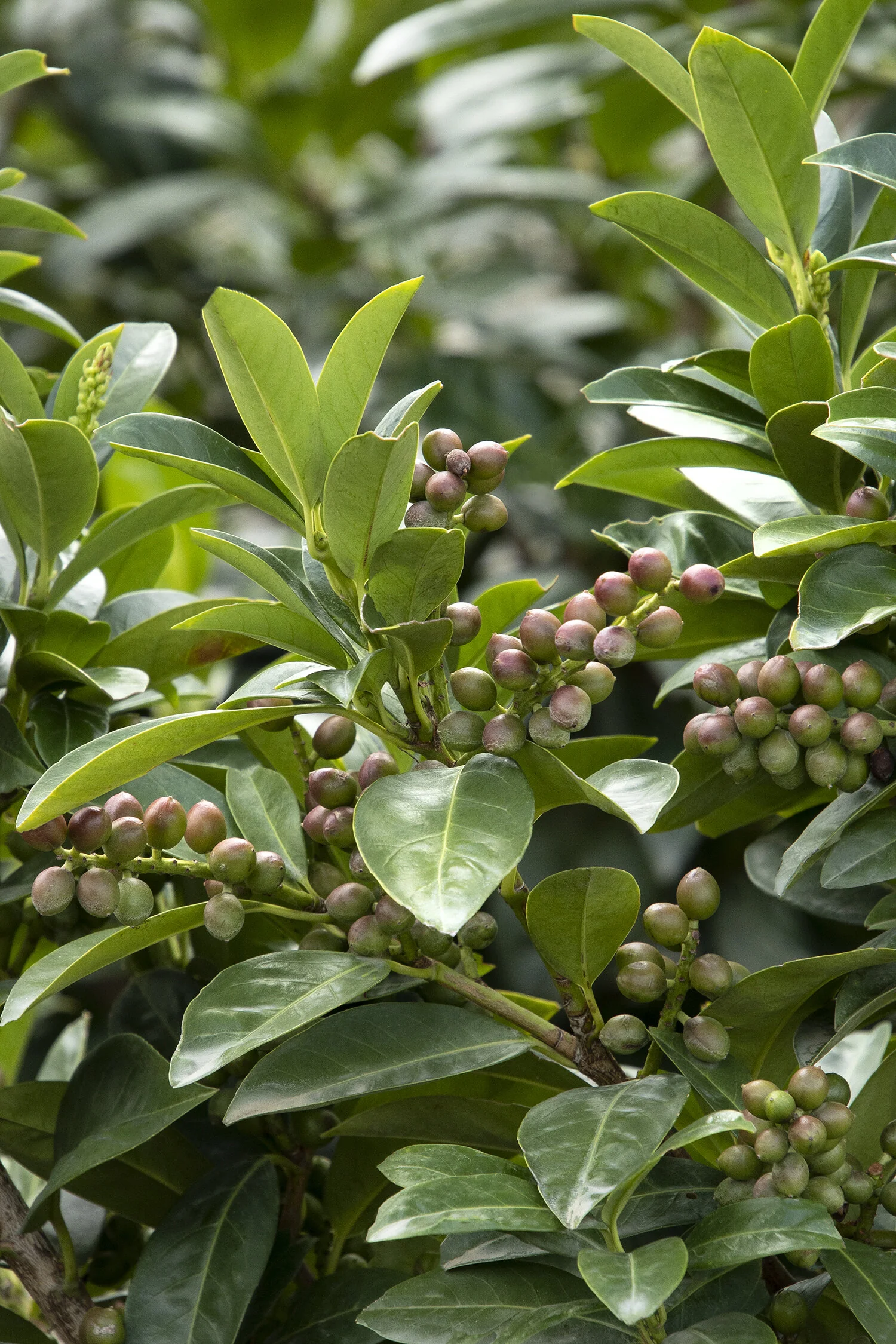 Volcano Cherry Laurel 1 Volcano Cherry Laurel