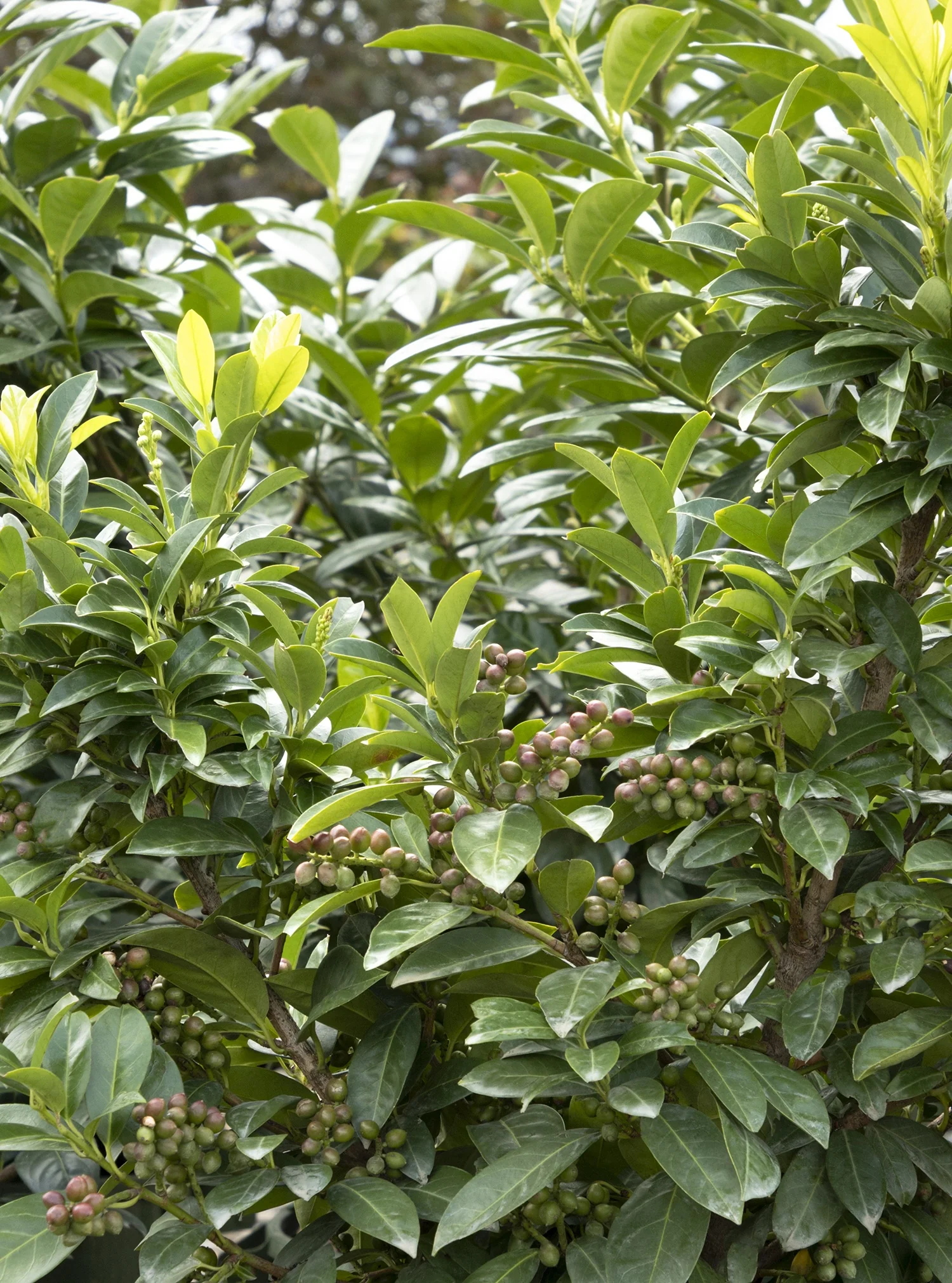 Volcano Cherry Laurel 2 Volcano Cherry Laurel