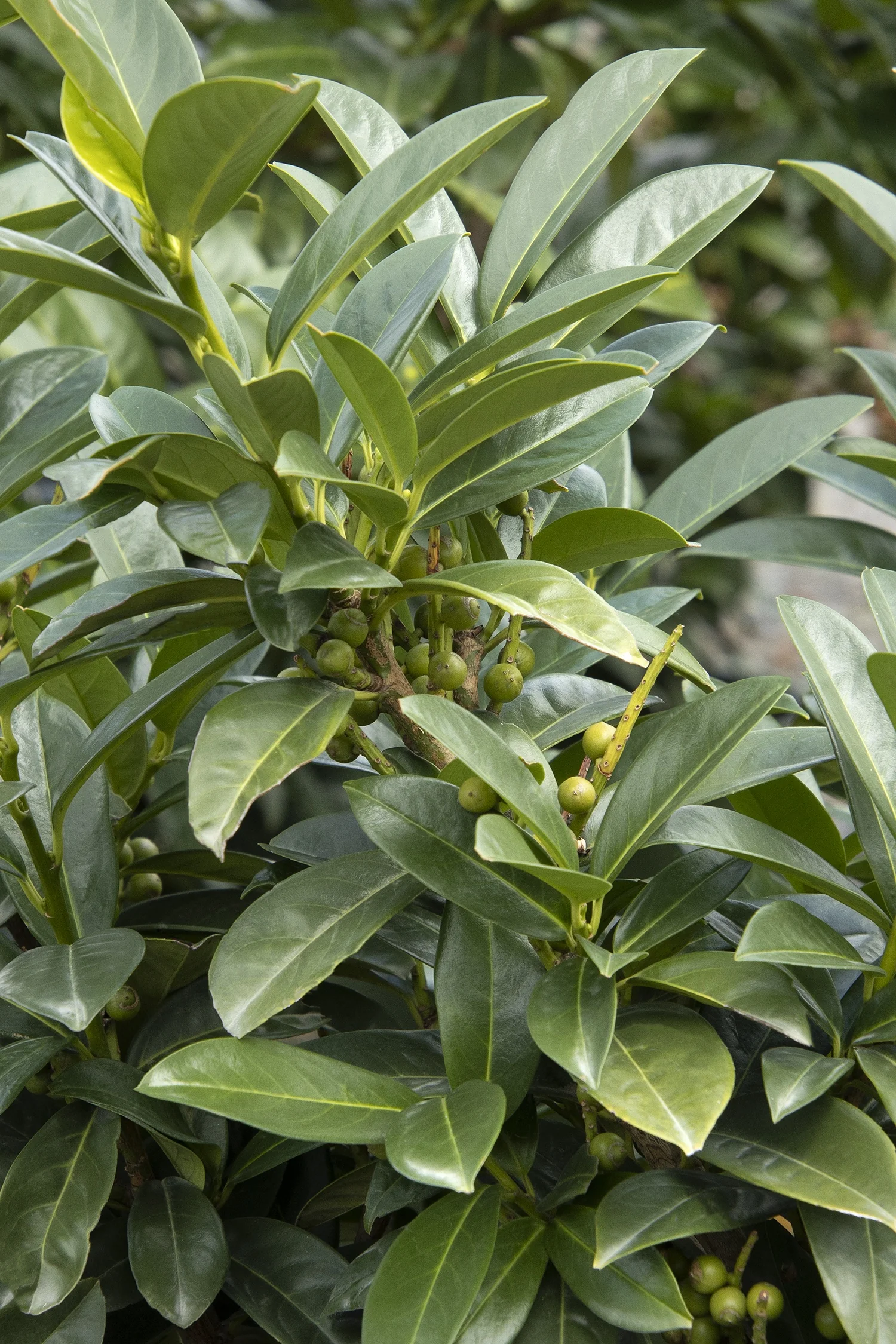 Volcano Cherry Laurel 3 Volcano Cherry Laurel