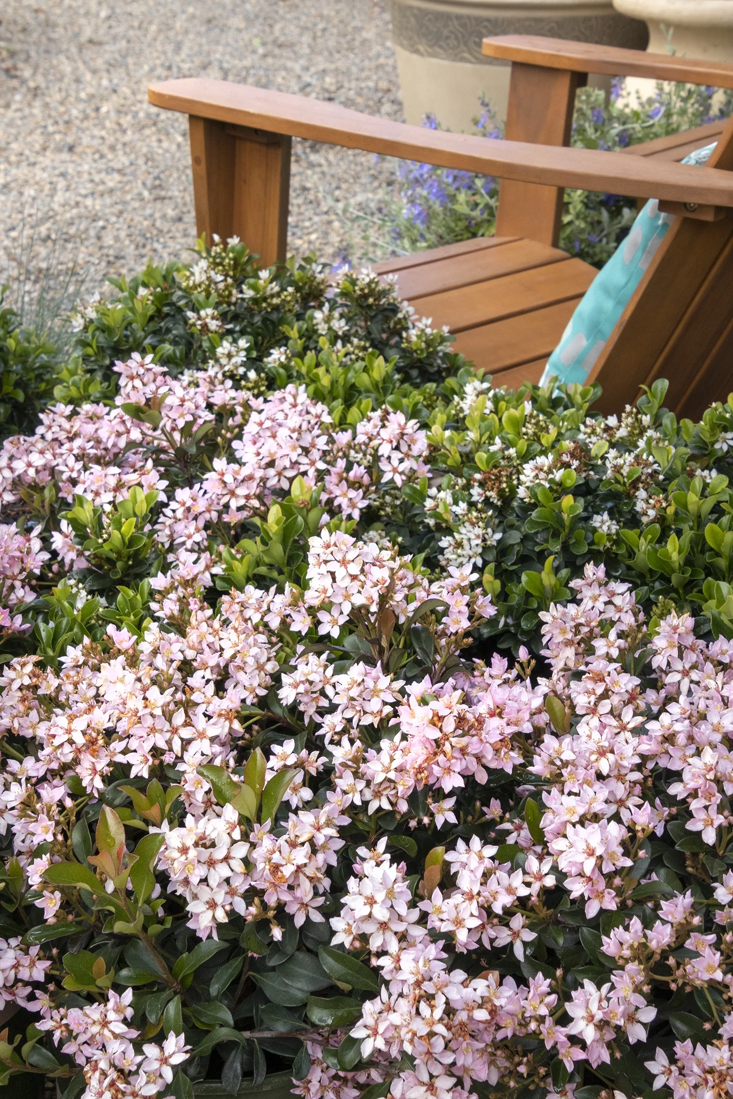 Ballerina Indian Hawthorn 6 Ballerina Indian Hawthorn