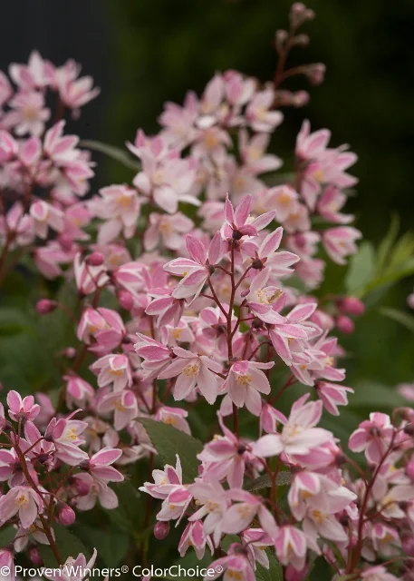 Yuki Cherry Blossom® Deutzia 4 Yuki Cherry Blossom® Deutzia
