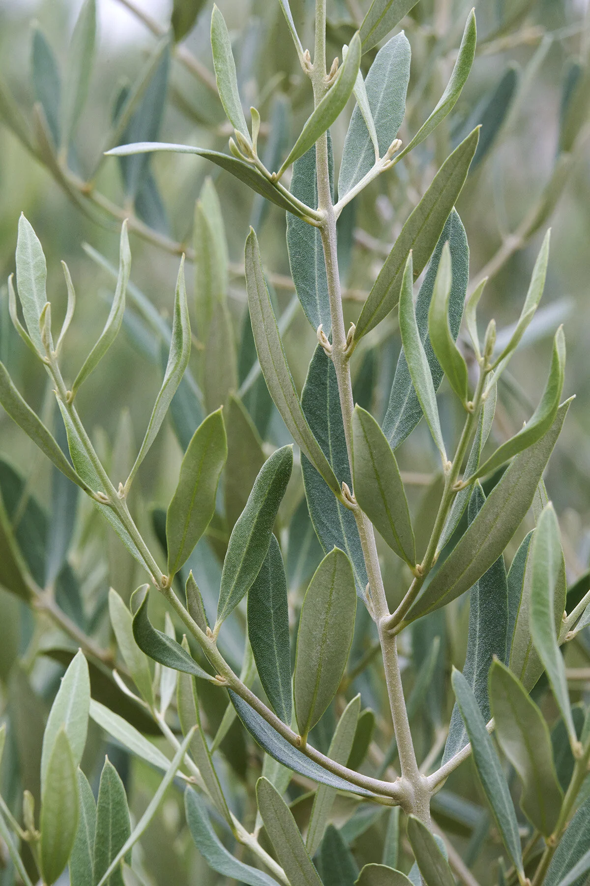 Majestic Beauty® Fruitless Olive
