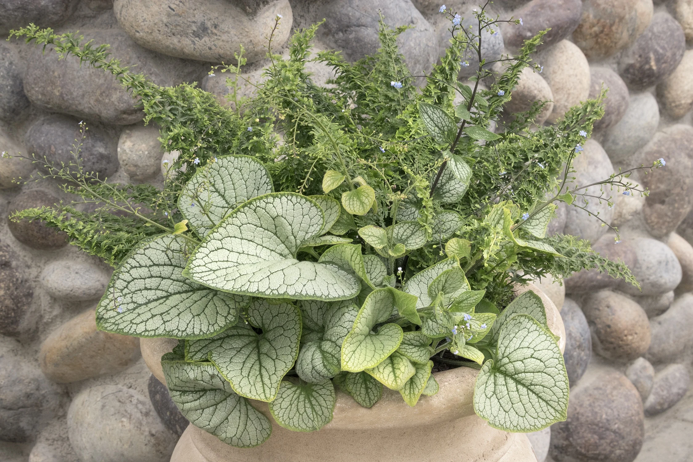 Silver Heart Brunnera 1 Silver Heart Brunnera
