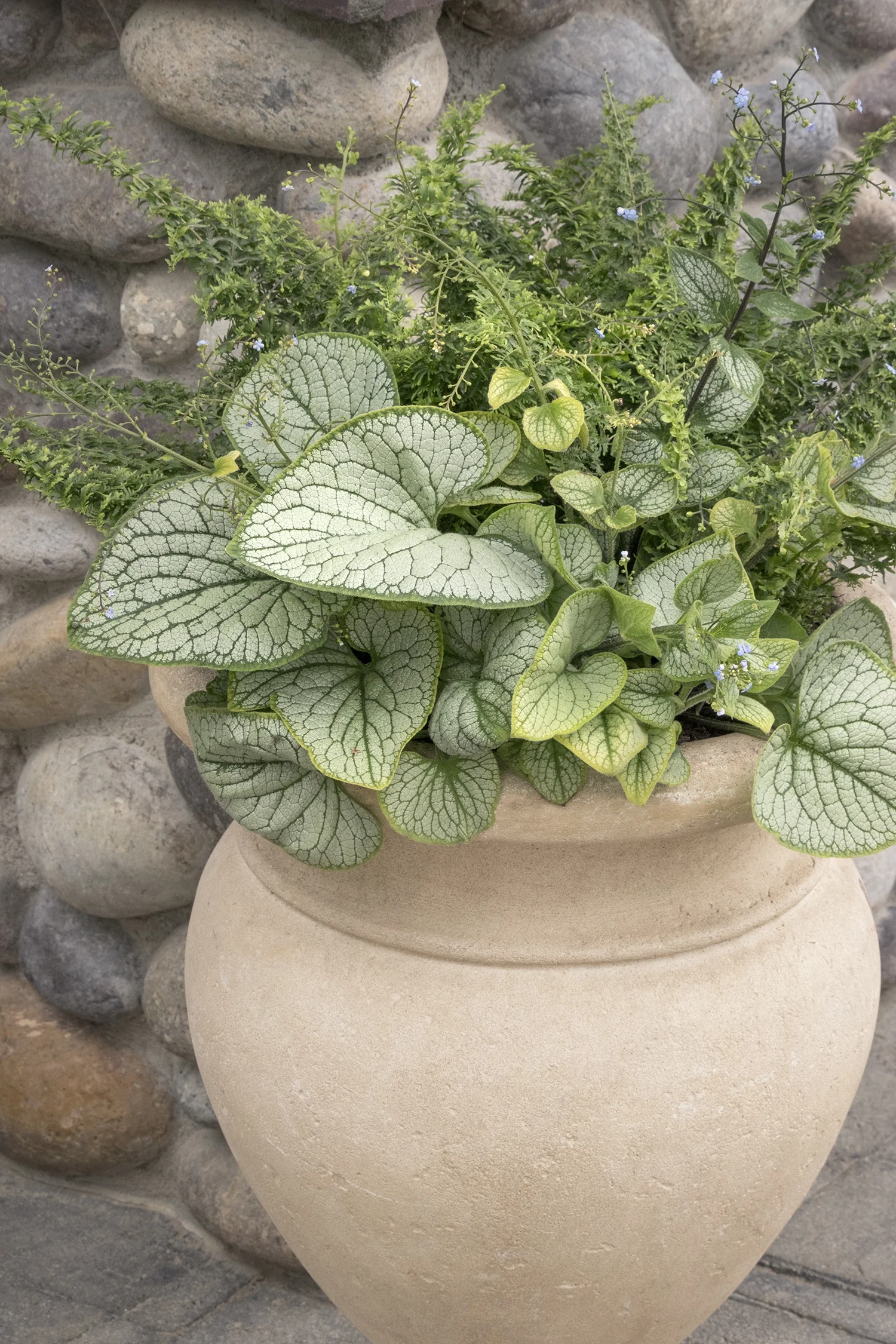 Silver Heart Brunnera 2 Silver Heart Brunnera