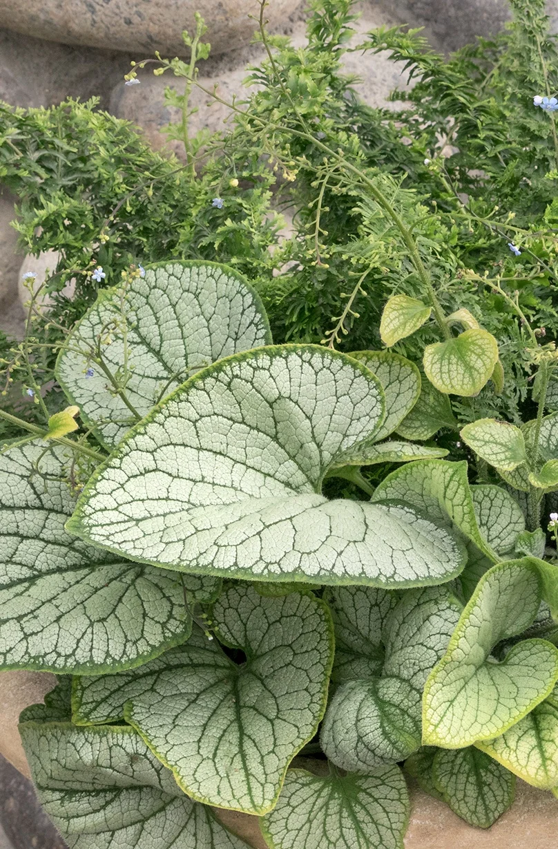 Silver Heart Brunnera 3 Silver Heart Brunnera