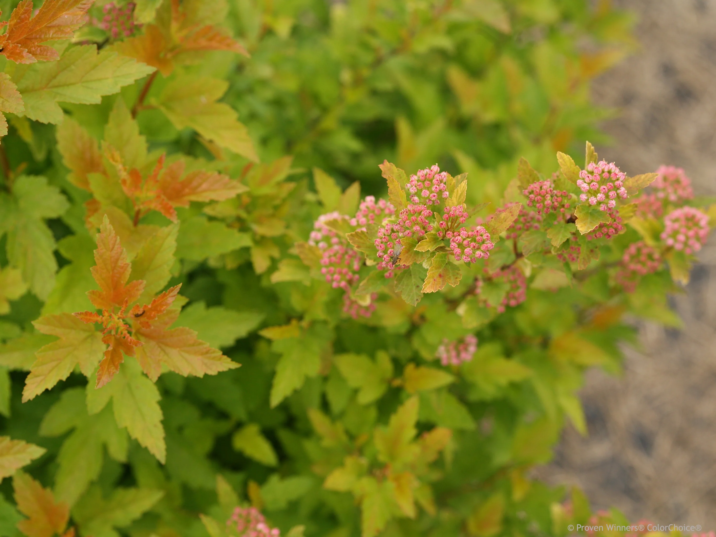 Tiny Wine® Gold Ninebark 2 Tiny Wine® Gold Ninebark