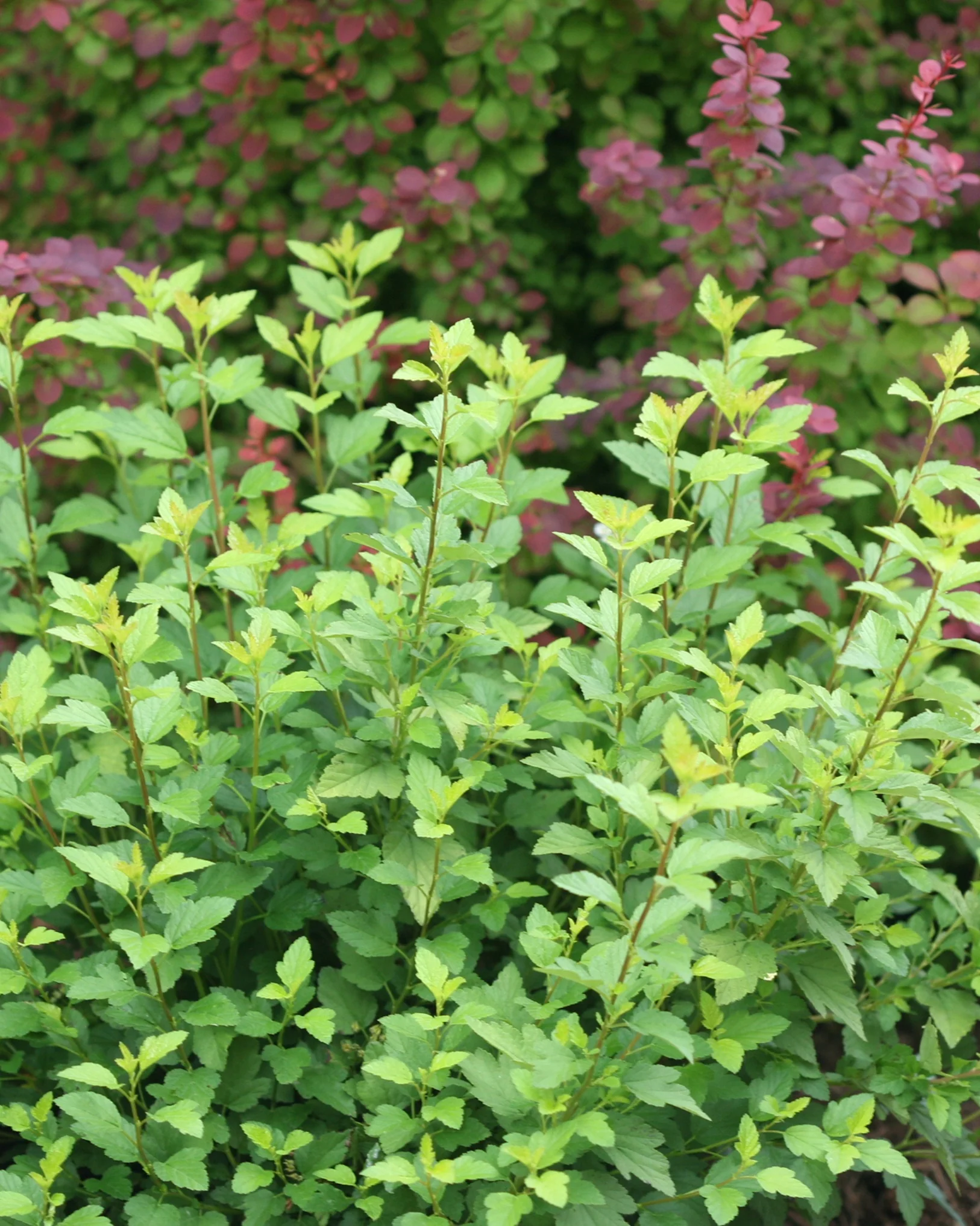 Tiny Wine® Gold Ninebark 3 Tiny Wine® Gold Ninebark