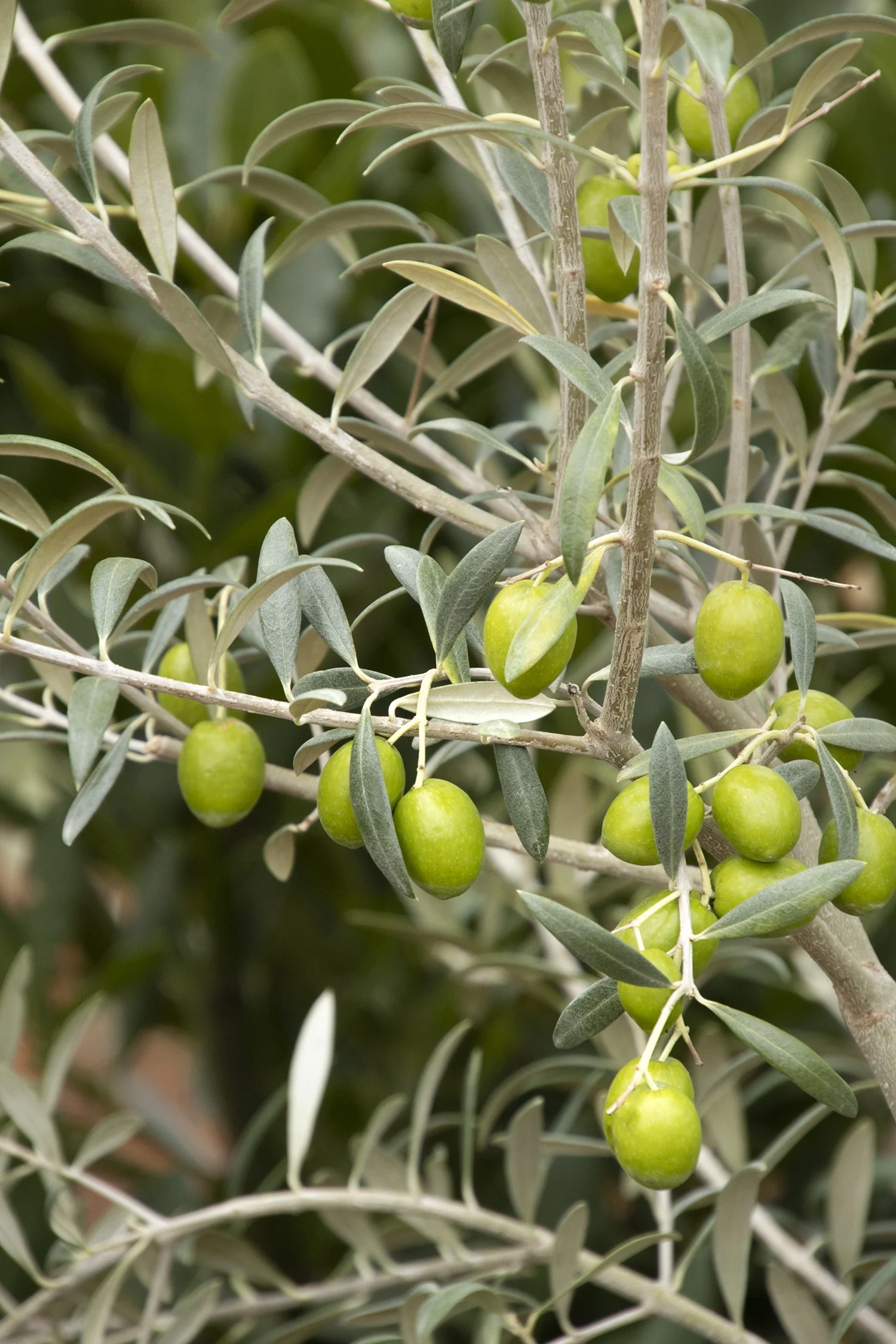 Haas Improved Manzanillo Fruiting Olive 1 Haas Improved Manzanillo Fruiting Olive
