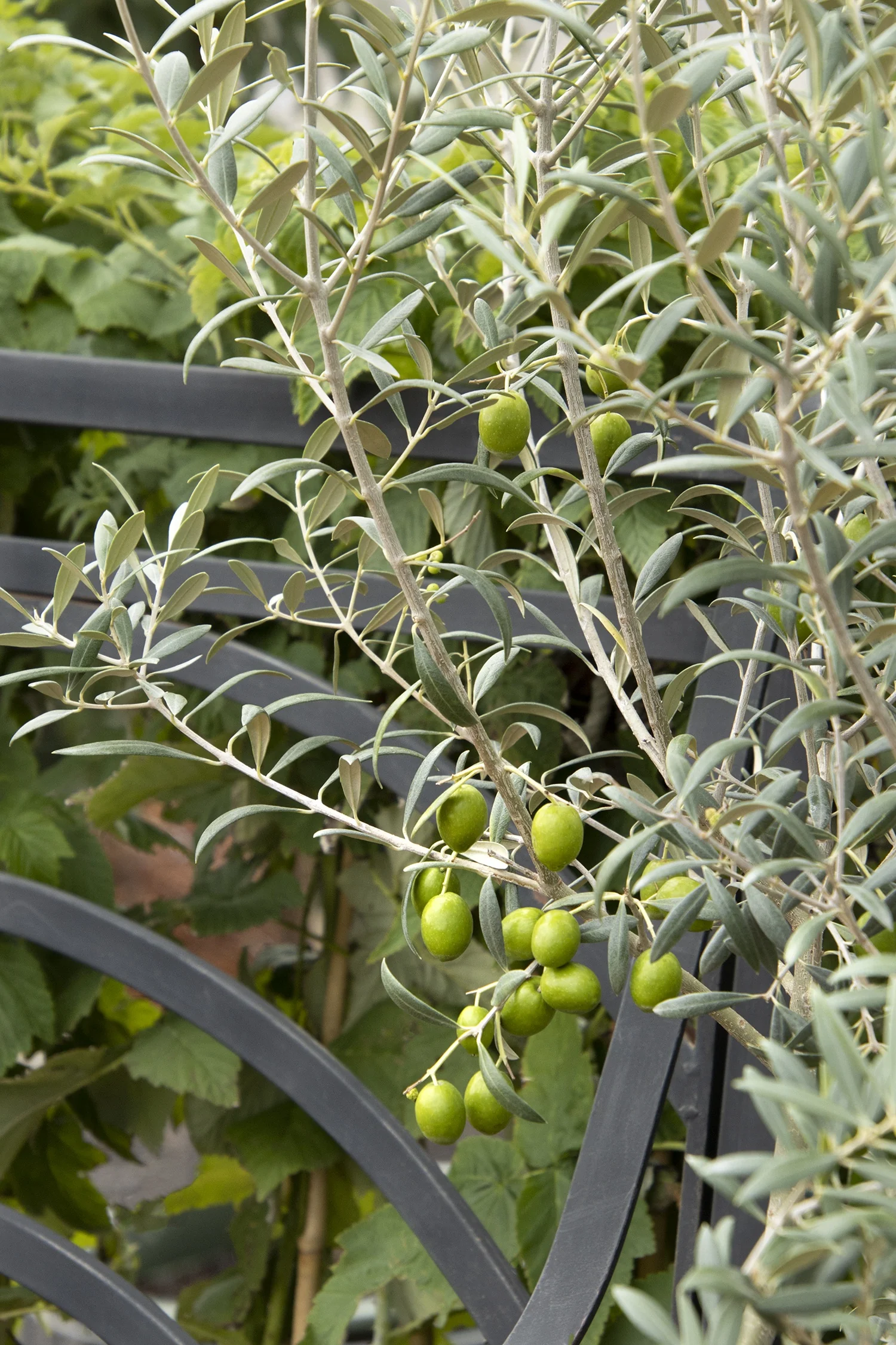 Haas Improved Manzanillo Fruiting Olive 2 Haas Improved Manzanillo Fruiting Olive