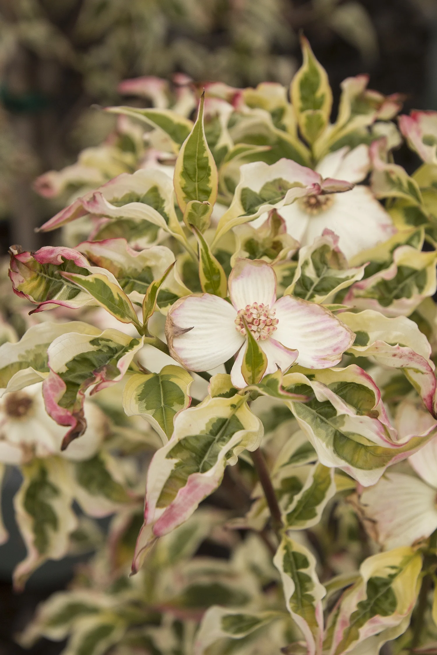 Variegated Stellar Pink® Dogwood 3 Variegated Stellar Pink® Dogwood