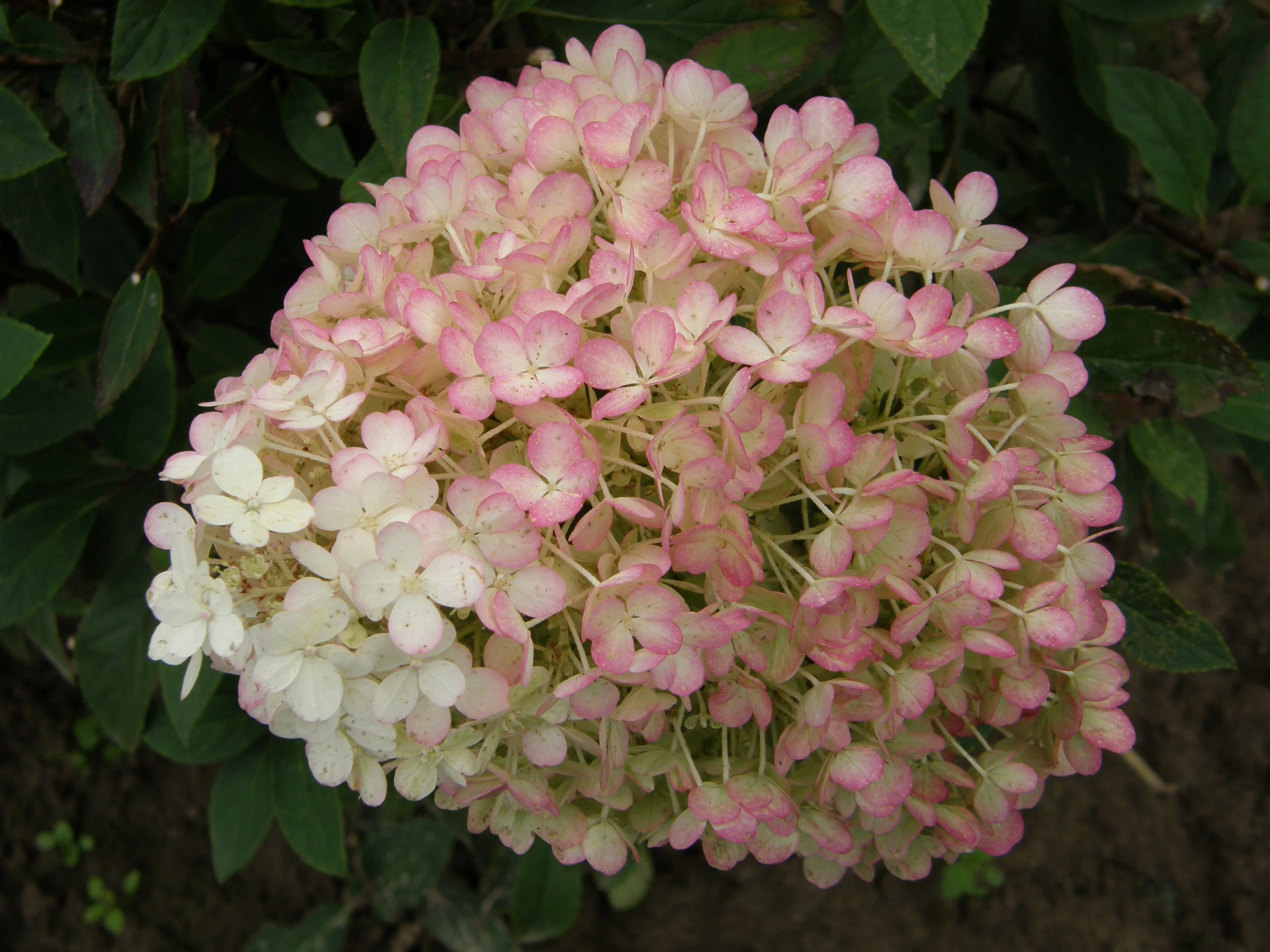 Bobo® Hardy Hydrangea
