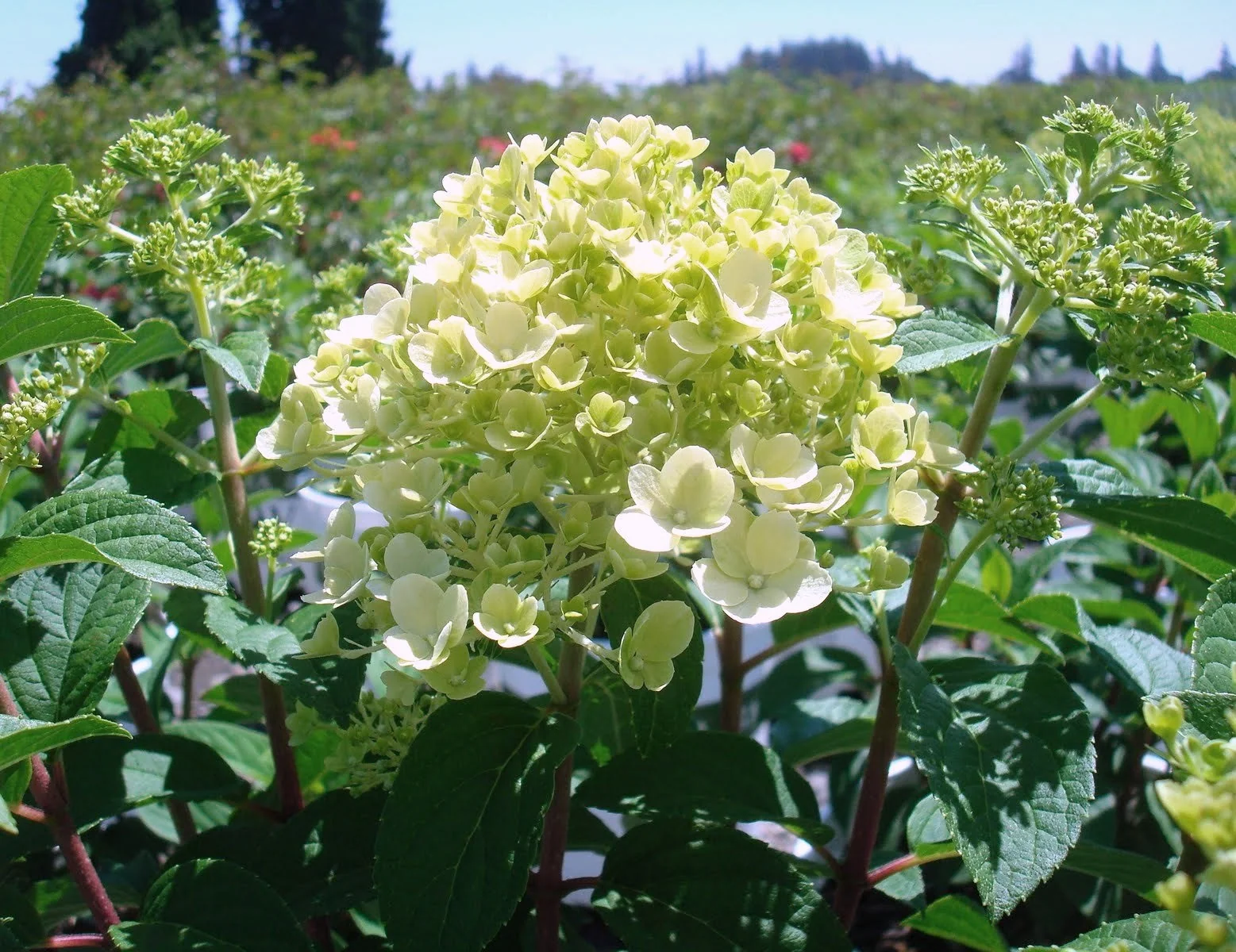 Bobo® Hardy Hydrangea 3 Bobo® Hardy Hydrangea