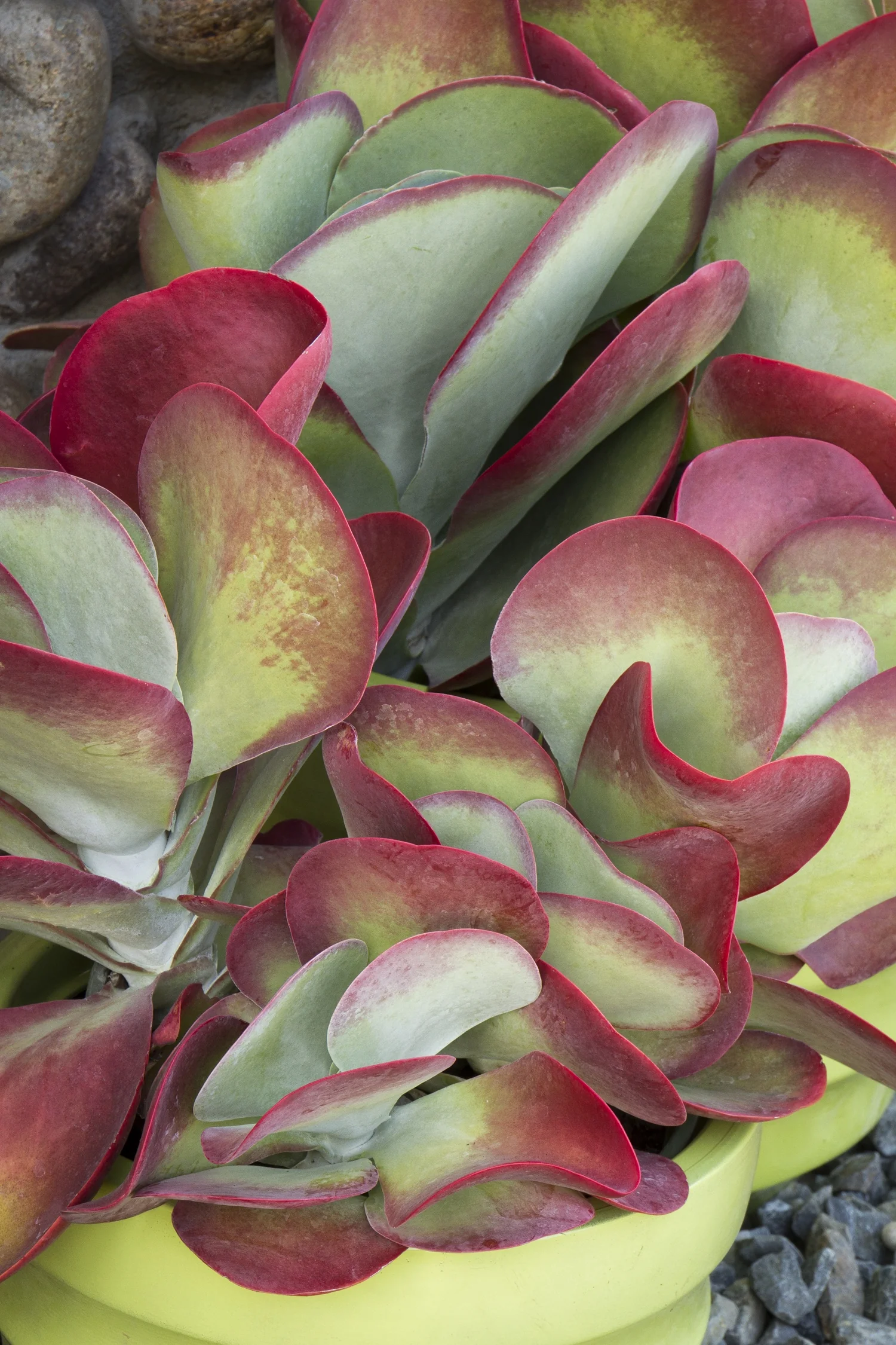 Desert Rose Paddle Plant 8 Desert Rose Paddle Plant