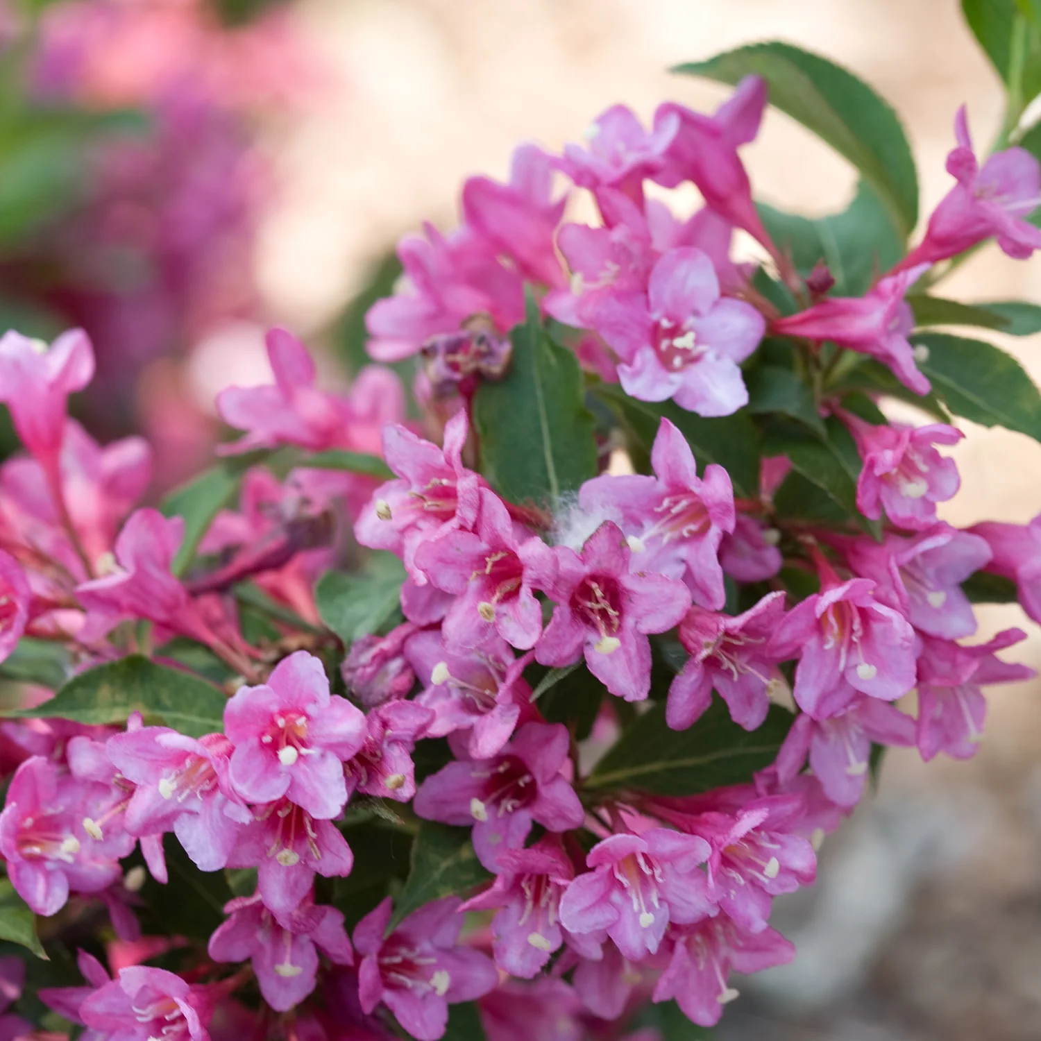 Sonic Bloom® Pink Reblooming Weigela