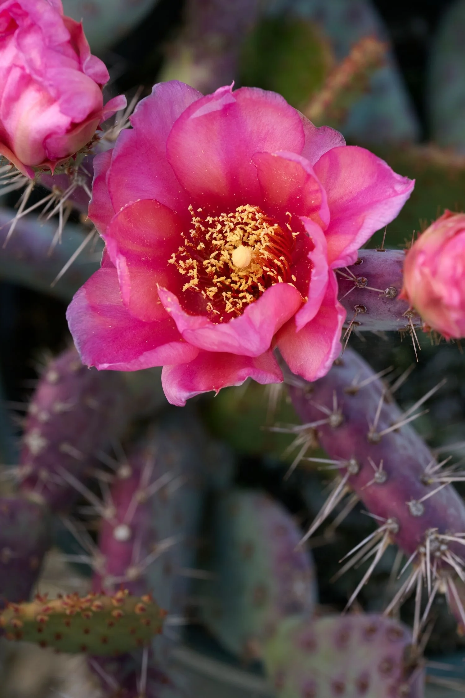 Baby Rita Prickly Pear 2 Baby Rita Prickly Pear