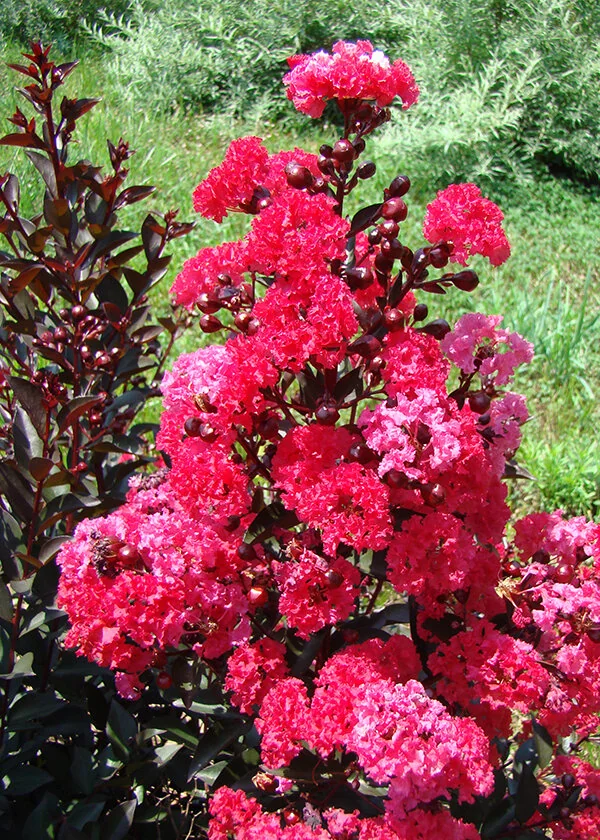 Double Dynamite® Crape Myrtle