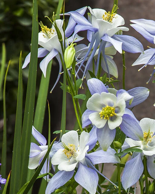 Kirigami™ Light Blue & White Columbine 6 Kirigami™ Light Blue & White Columbine